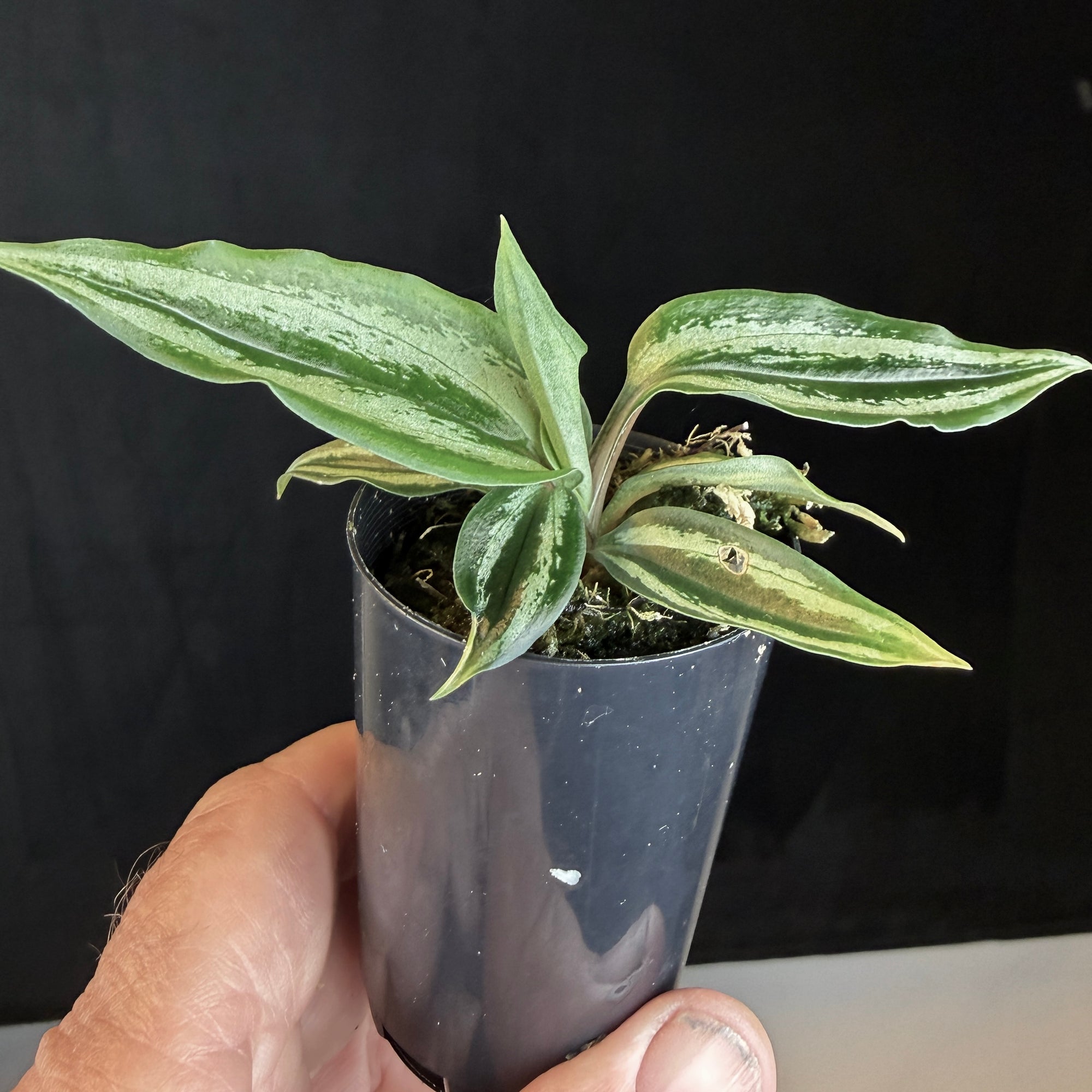 Cyclopogon lindleyanum