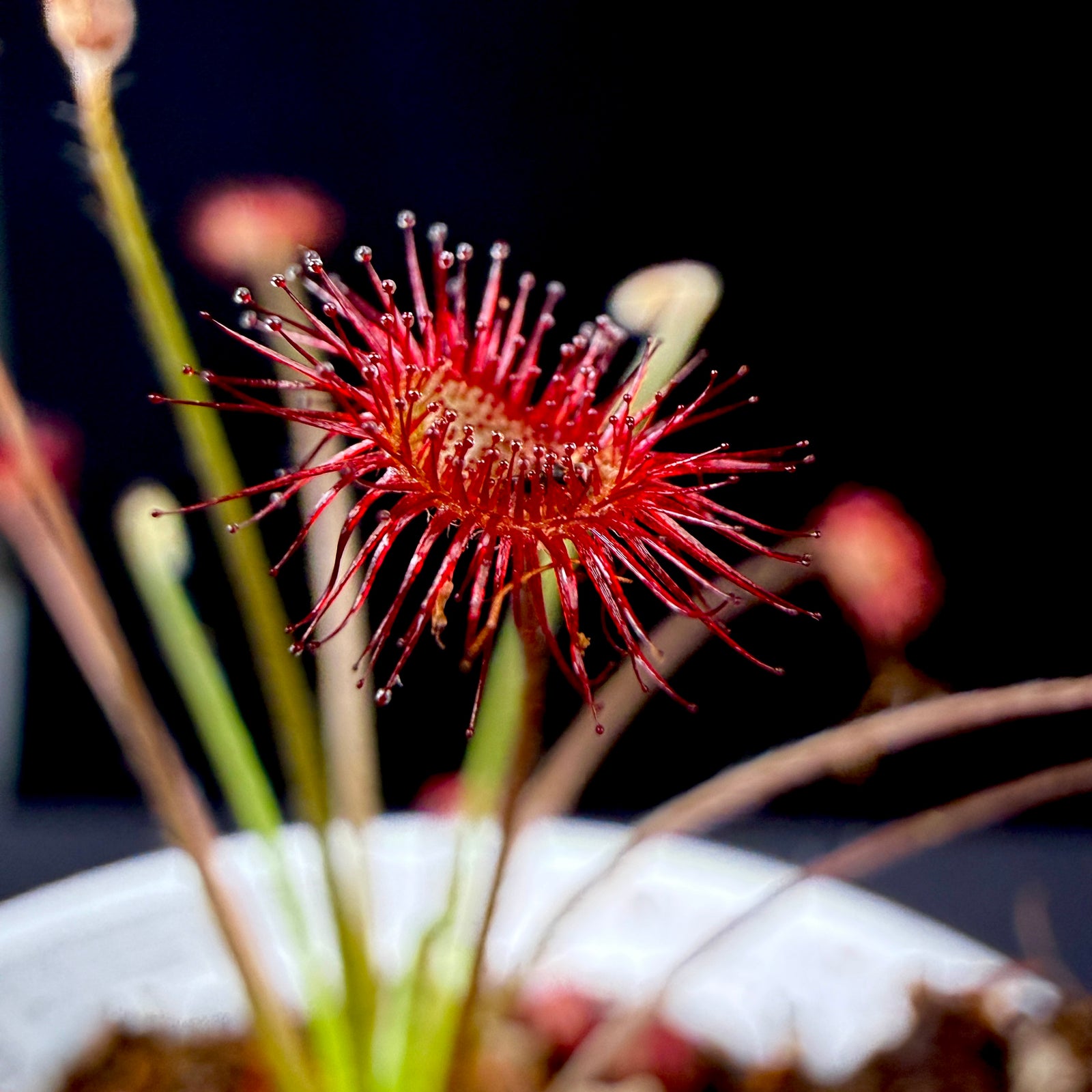Drosera paradoxa