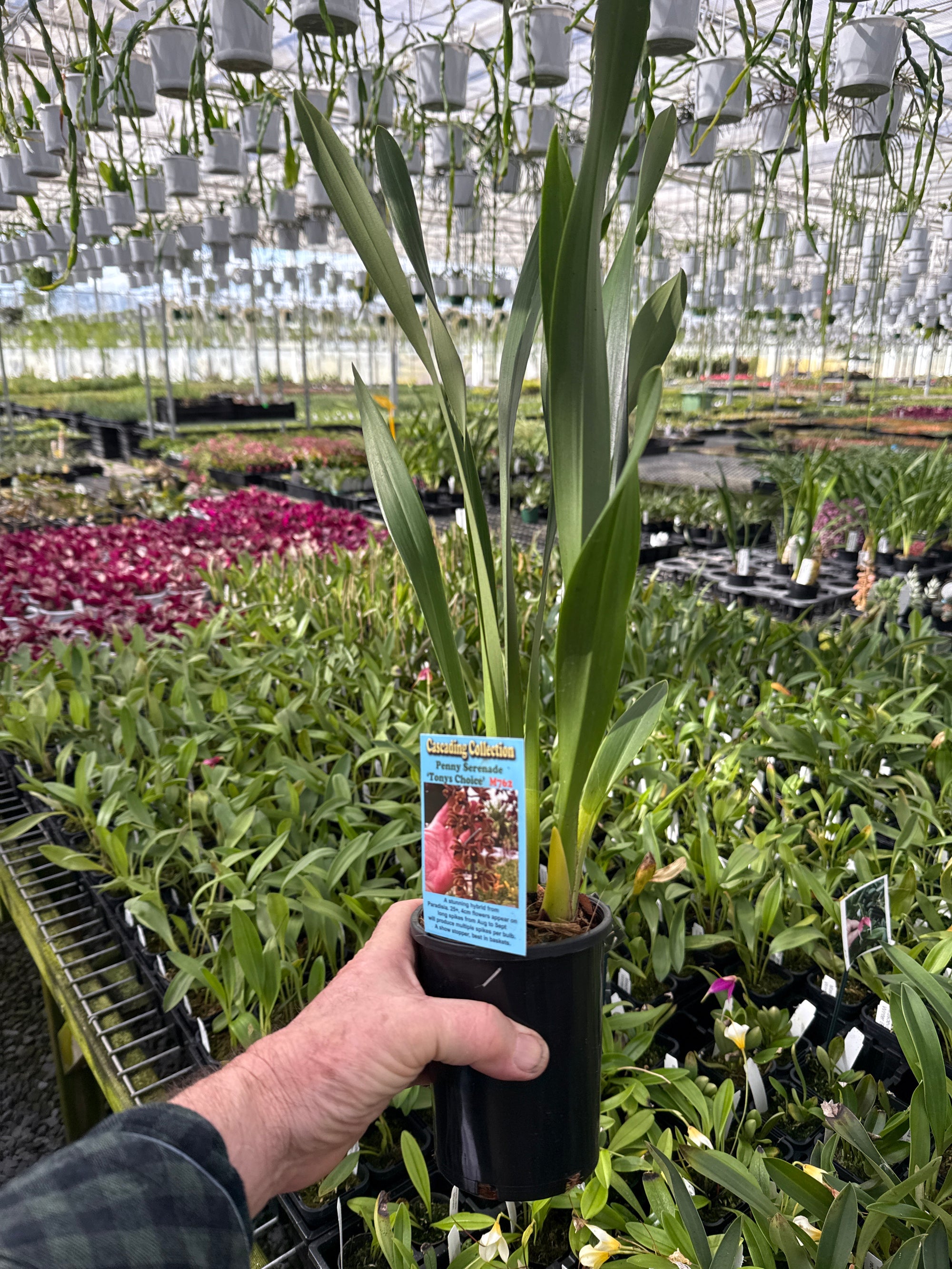 Cymbidium Penny Serenade 'Tony's Choice' extra large