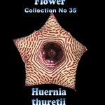 Huernia thuretii Stapelia Starfish Flower – Collection No. 35
