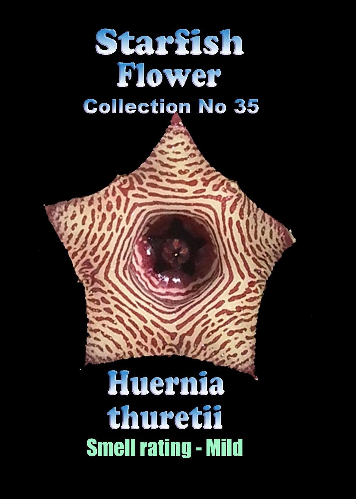 Huernia thuretii Stapelia Starfish Flower – Collection No. 35