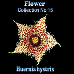 Huernia hystrix Stapelia Starfish Flower – Collection No. 15