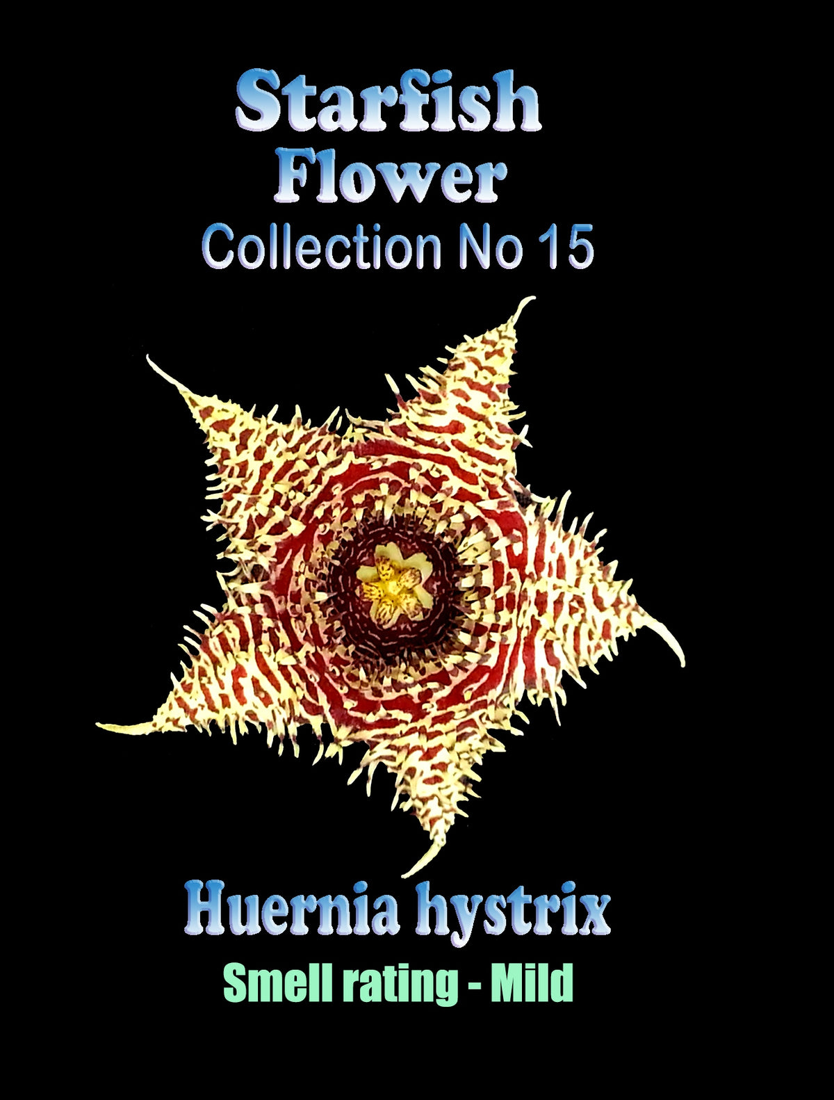 Huernia hystrix Stapelia Starfish Flower – Collection No. 15