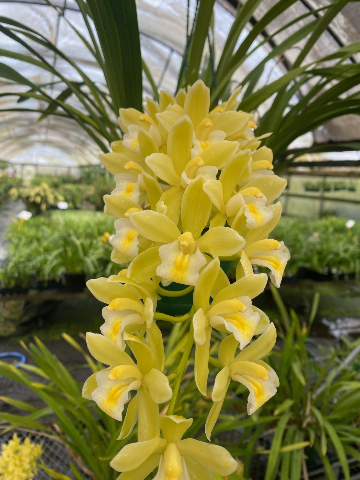 Cymbidium Sarah Jean 'Paradise' – 'Frosty Tips'