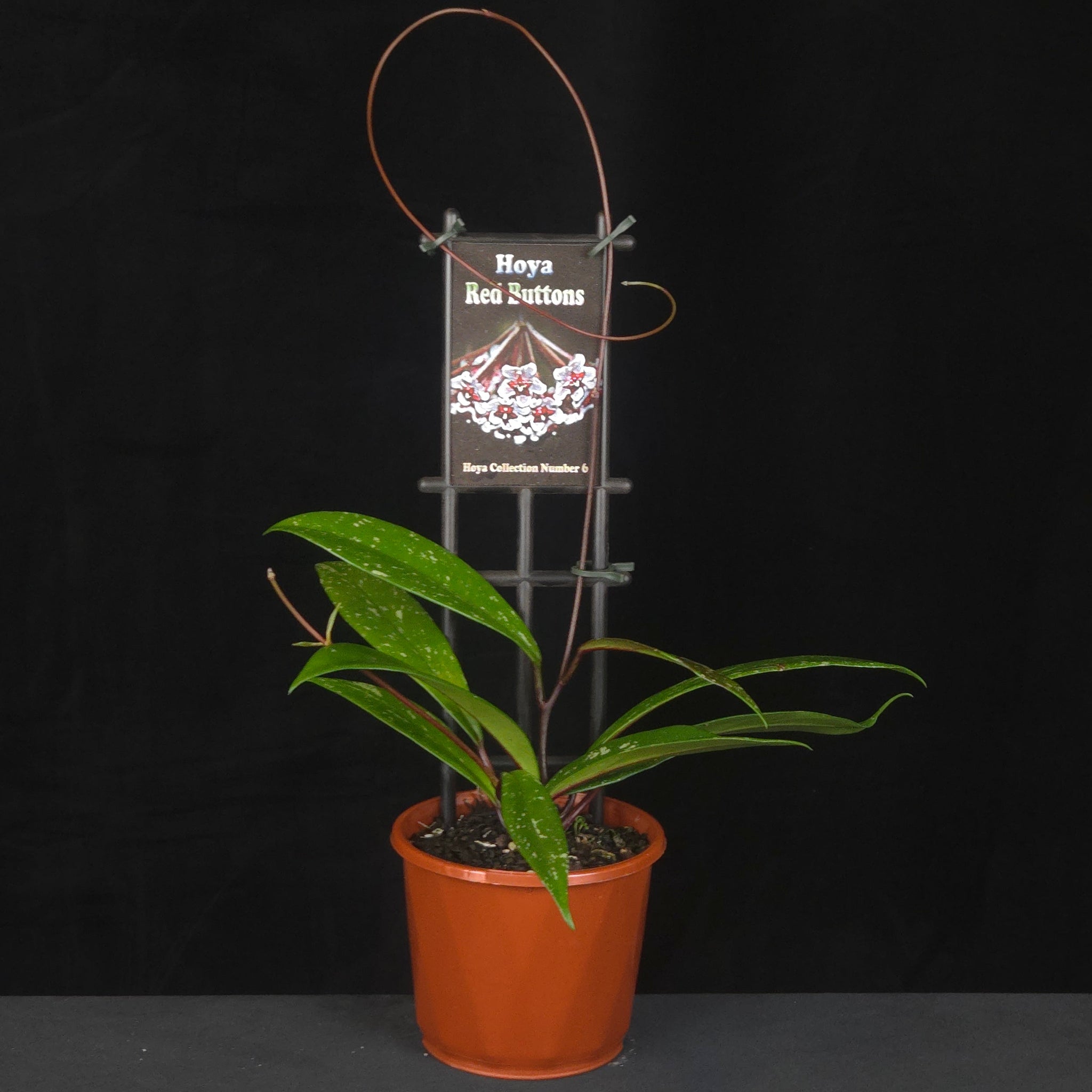 Potted Hoya ‘Red Buttons’ with flowering reference image.