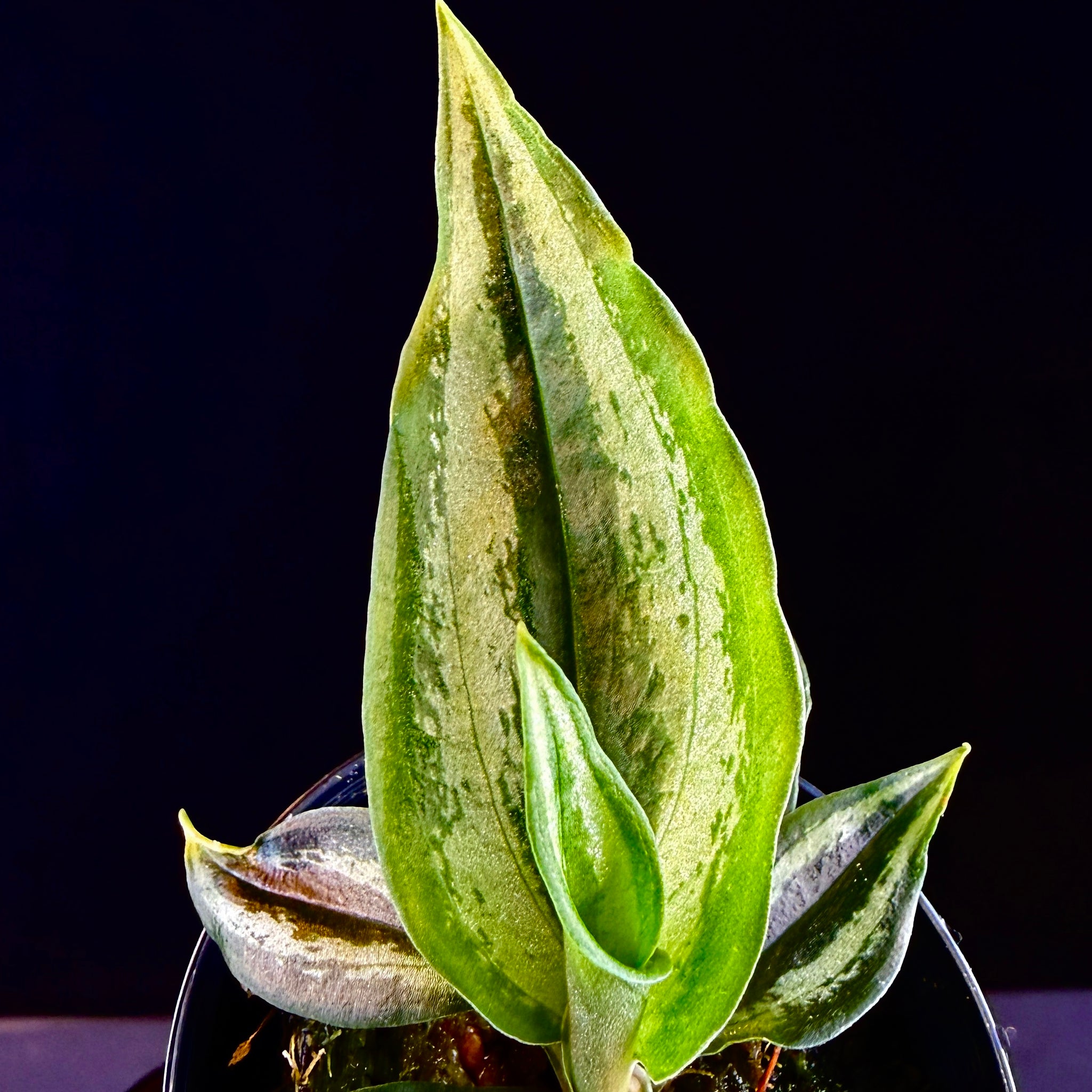 Cyclopogon lindleyanum