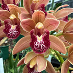 Cymbidium Paradisian Tiger 'Ochre Falls'