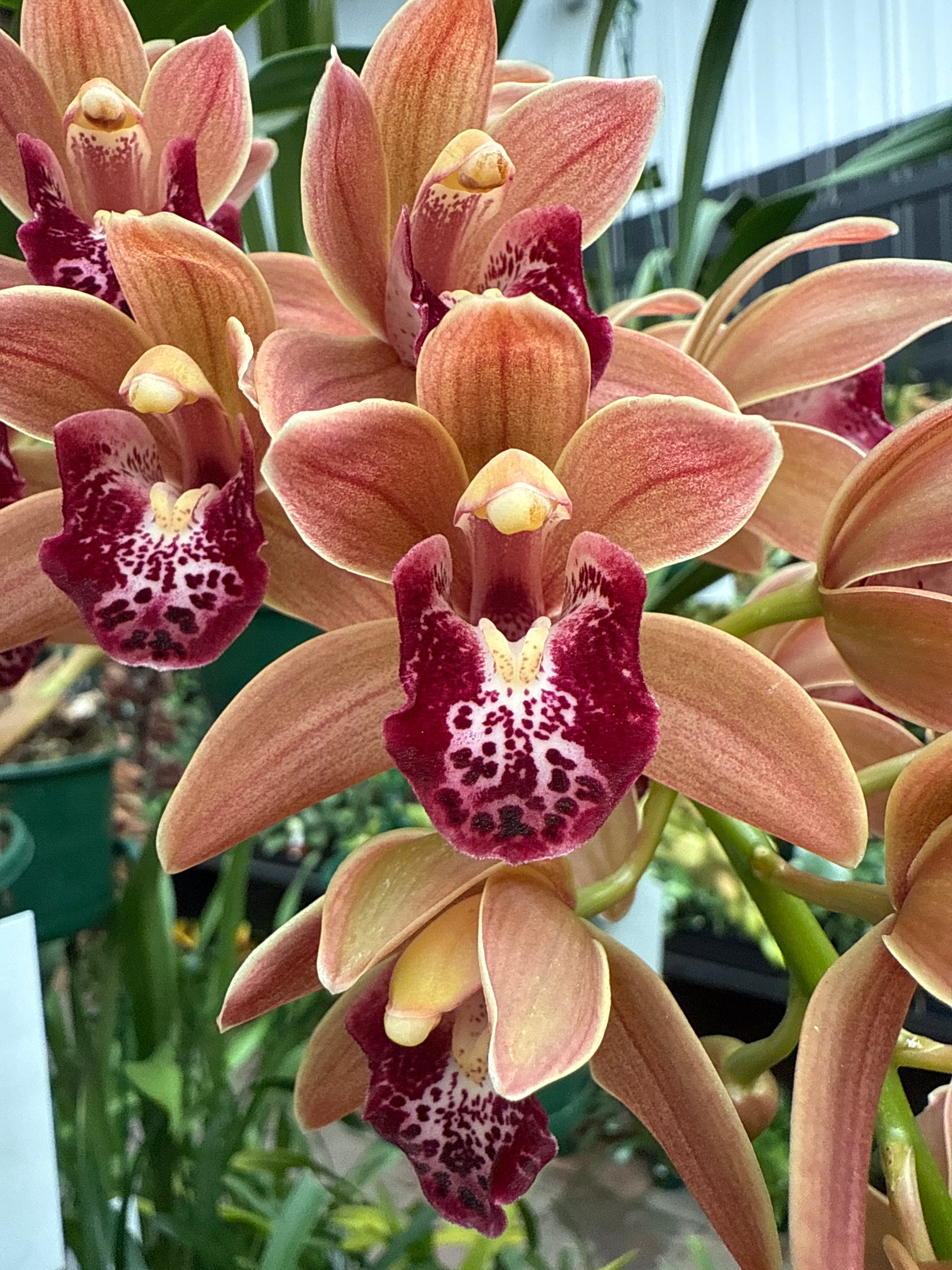Cymbidium Paradisian Tiger 'Ochre Falls'