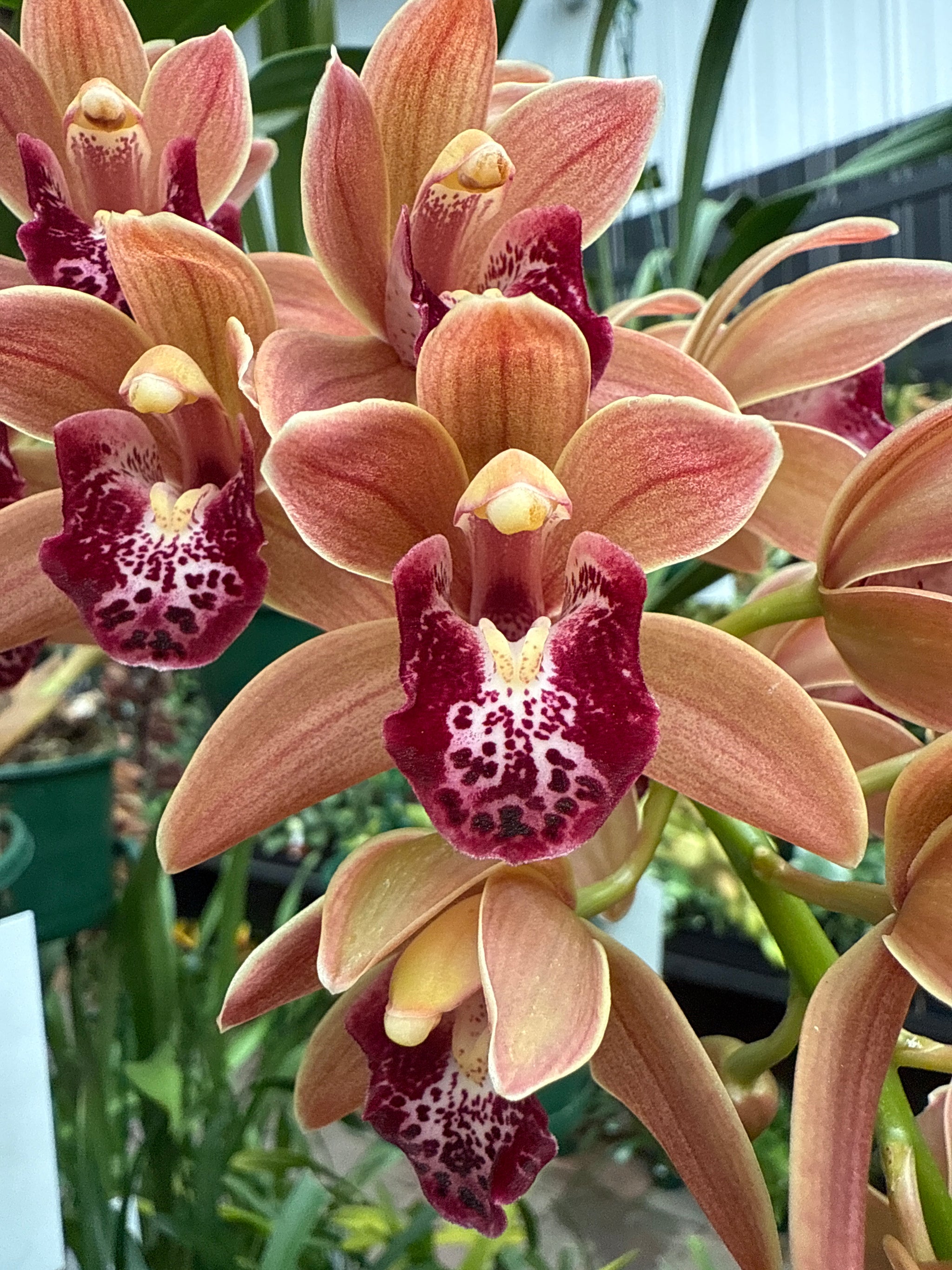 Cymbidium Paradisian Tiger 'Ochre Falls'