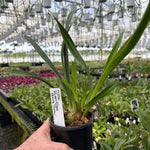 Cymbidium Ruby Eyes Royal Show