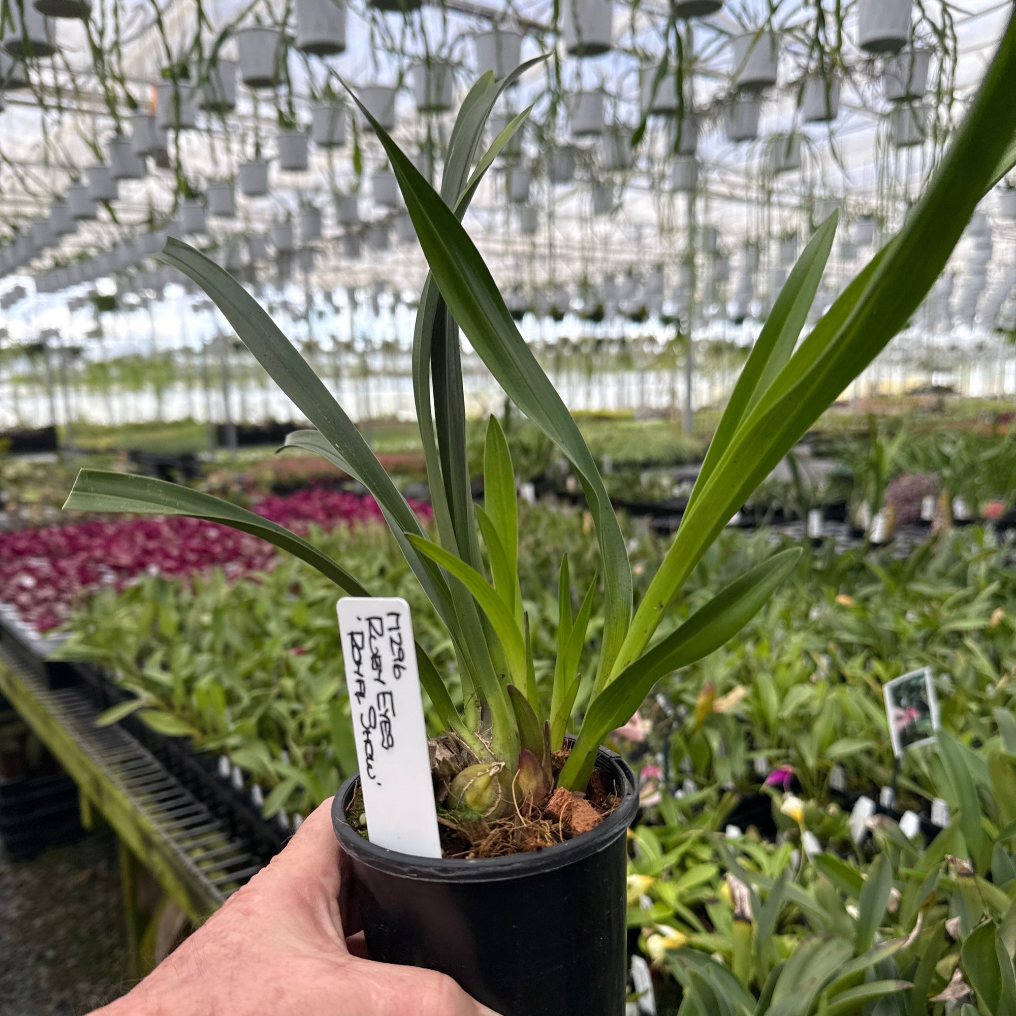 Cymbidium Ruby Eyes Royal Show