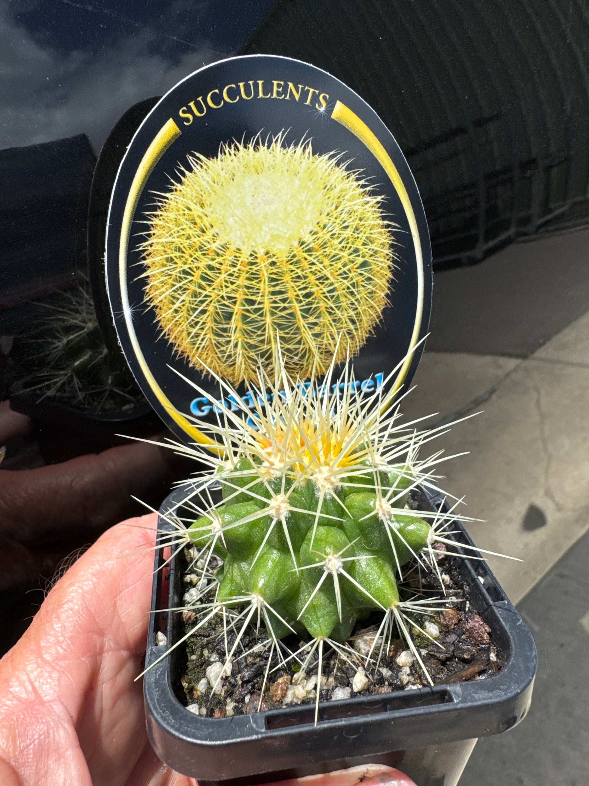 Echinocactus grusonii  The Golden Barrel Cactus 66mm pot