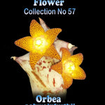 Orbea schweinfurthii Stapelia Starfish Flower – Collection No. 57