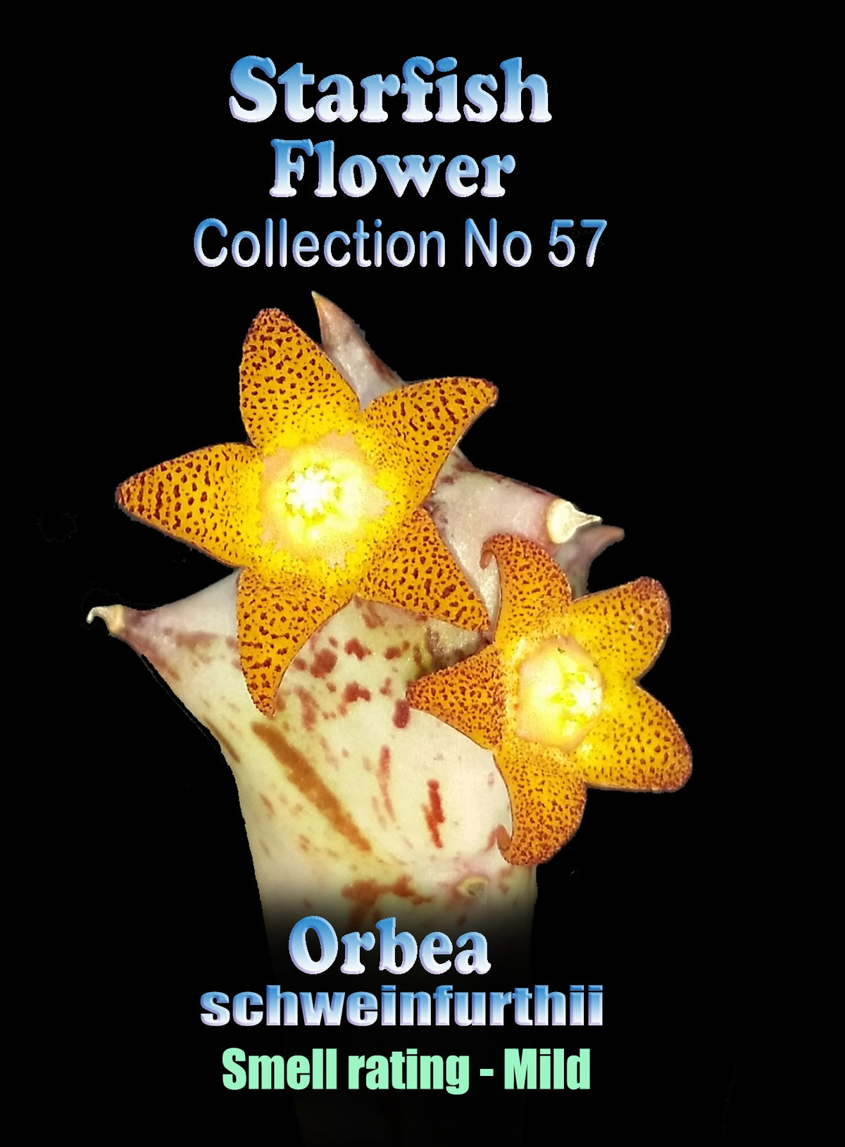 Orbea schweinfurthii Stapelia Starfish Flower – Collection No. 57
