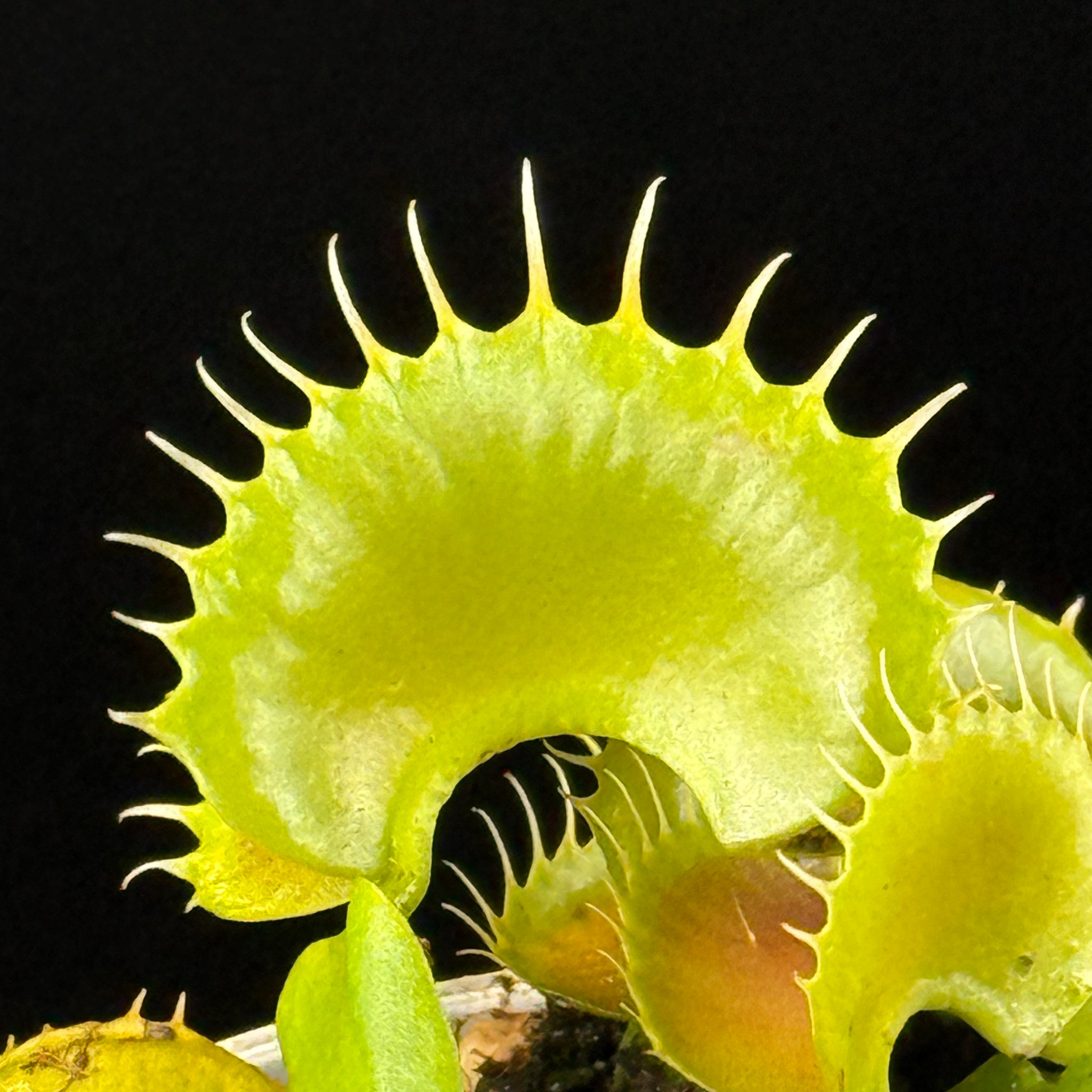 Dionaea muscipula 'Bloody Nurse'- Venus Fly Trap