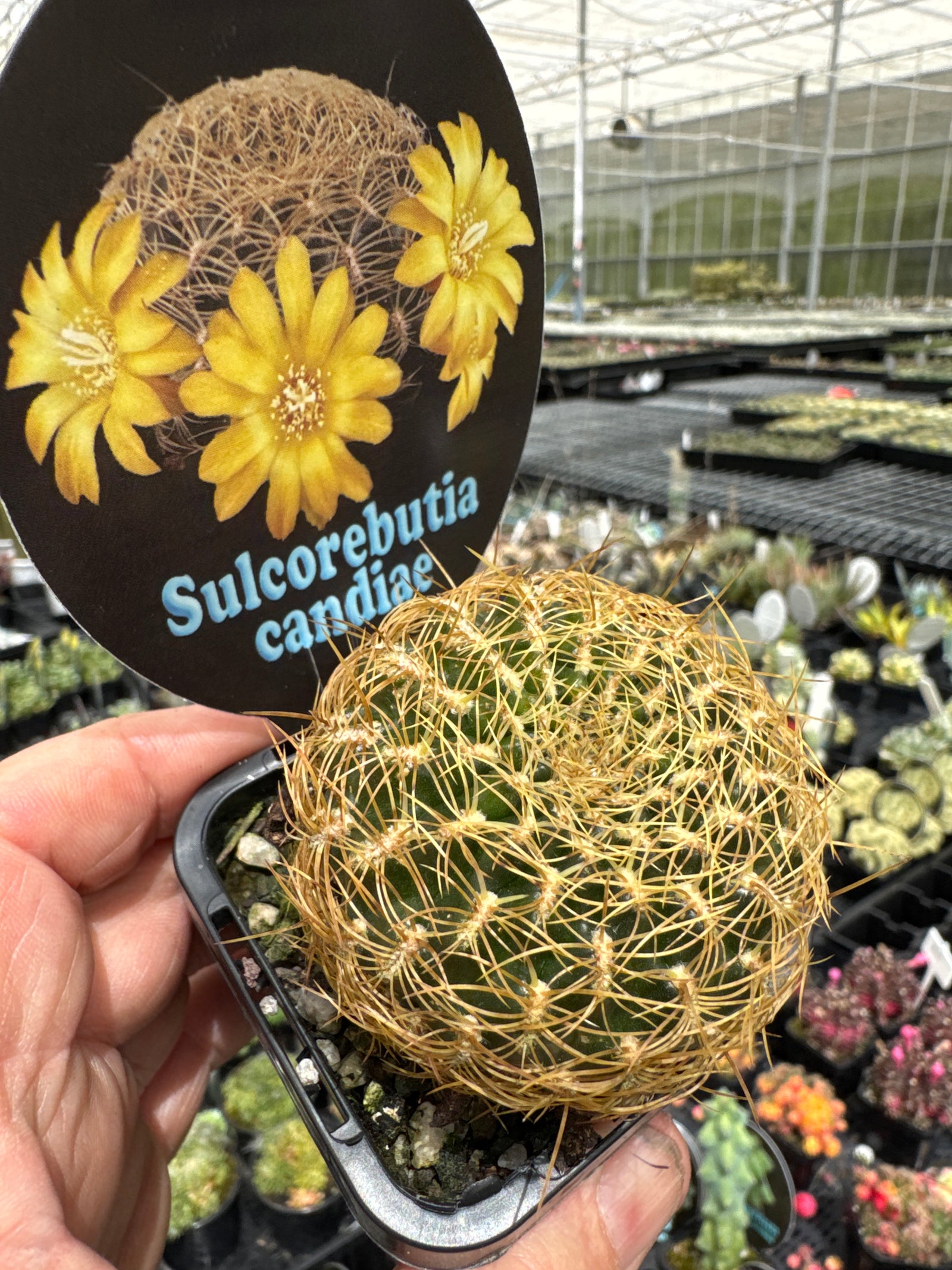 Sulcorebutia	Candiae 66mm pot