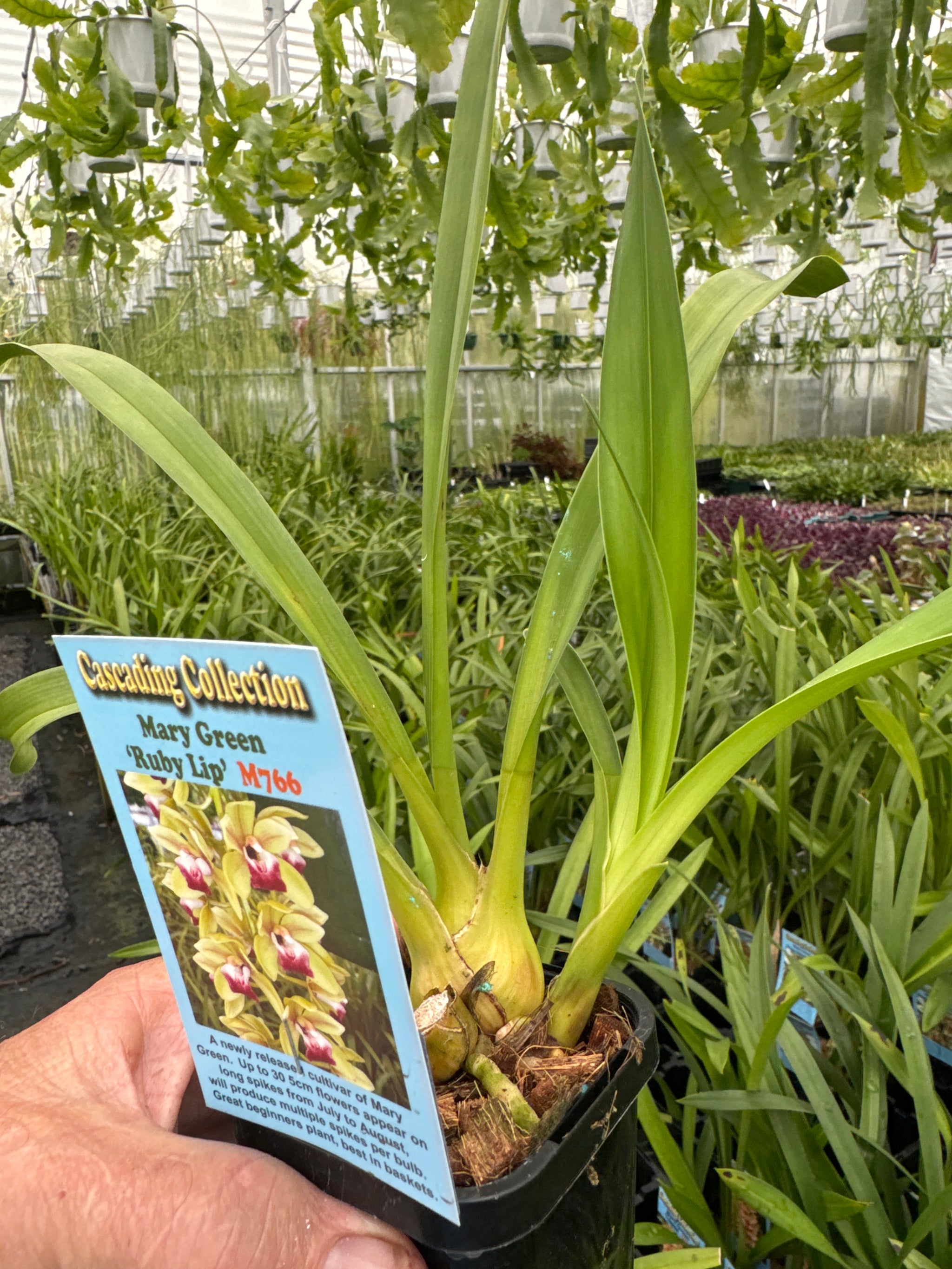 Cymbidium Mary Green 'Ruby Lip' bulb and lead near flowering sized 66 mm potted