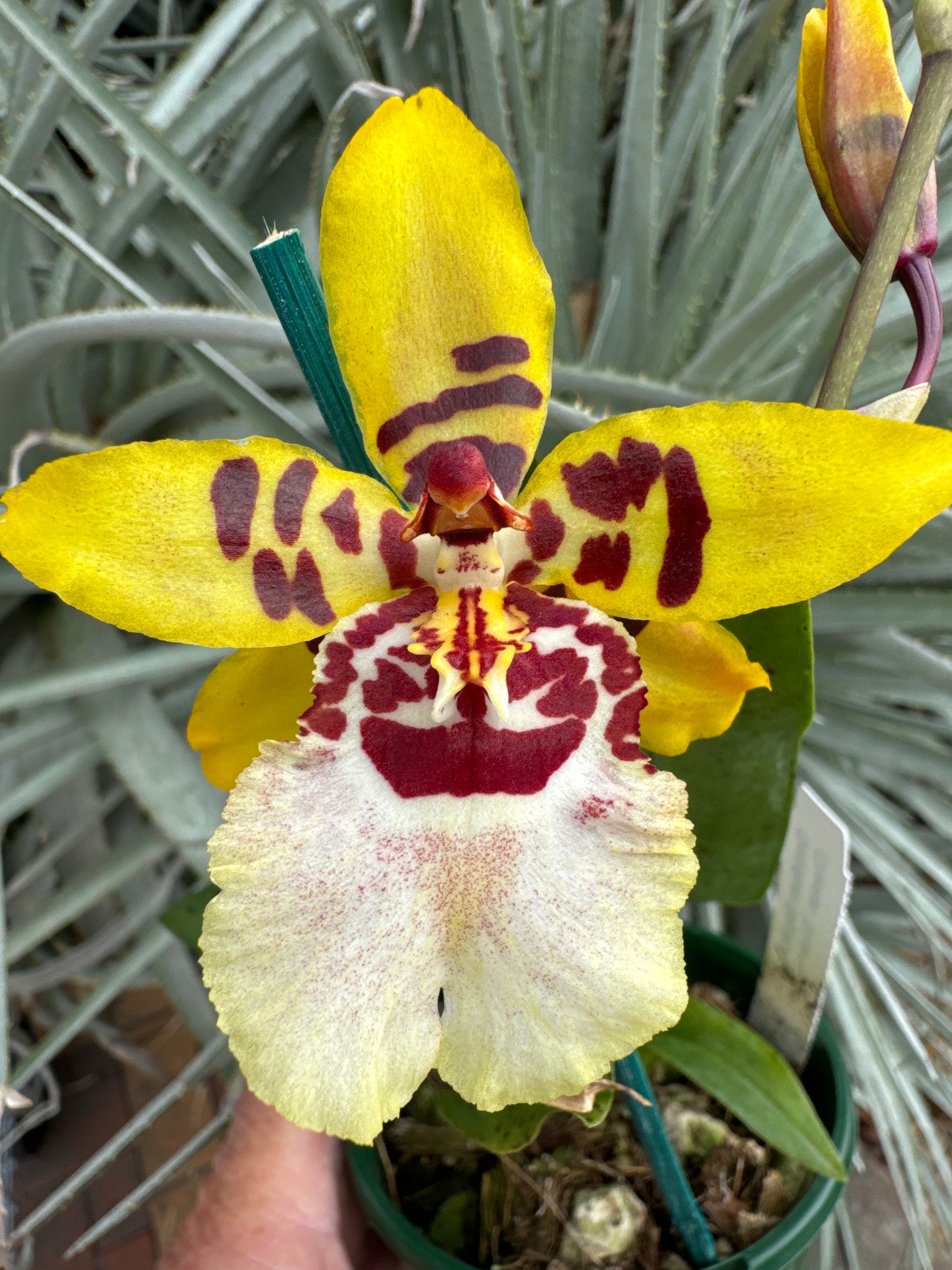 Oncidium Colmanara Cheeta 'Silver' in bloom 09/11/2024