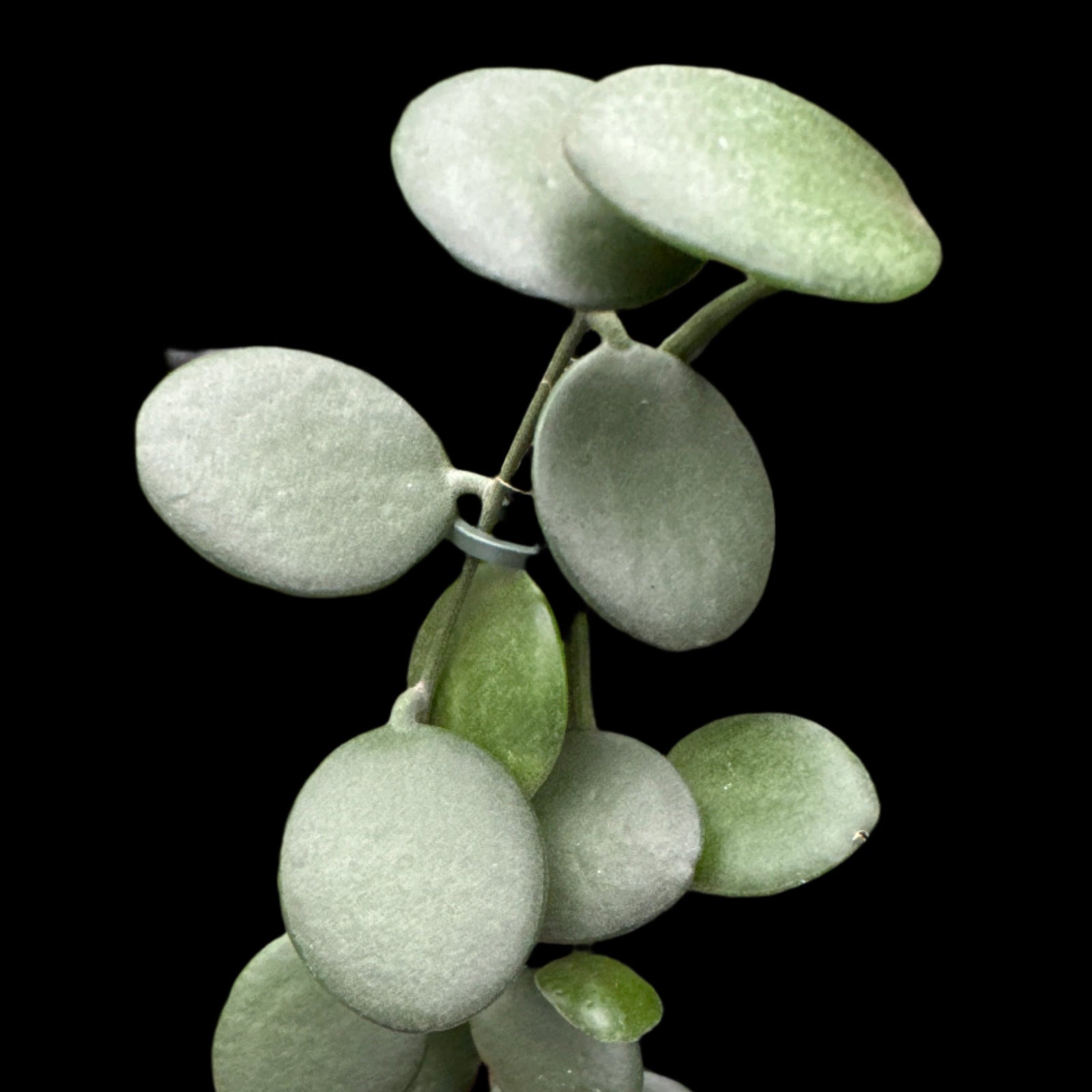 Xerosicyos danguyi 'Silver Dollar Vine'