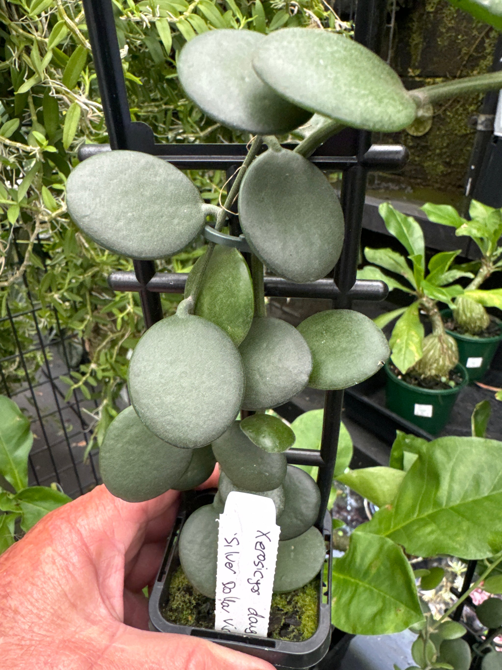 Xerosicyos danguyi 'Silver Dollar Vine'