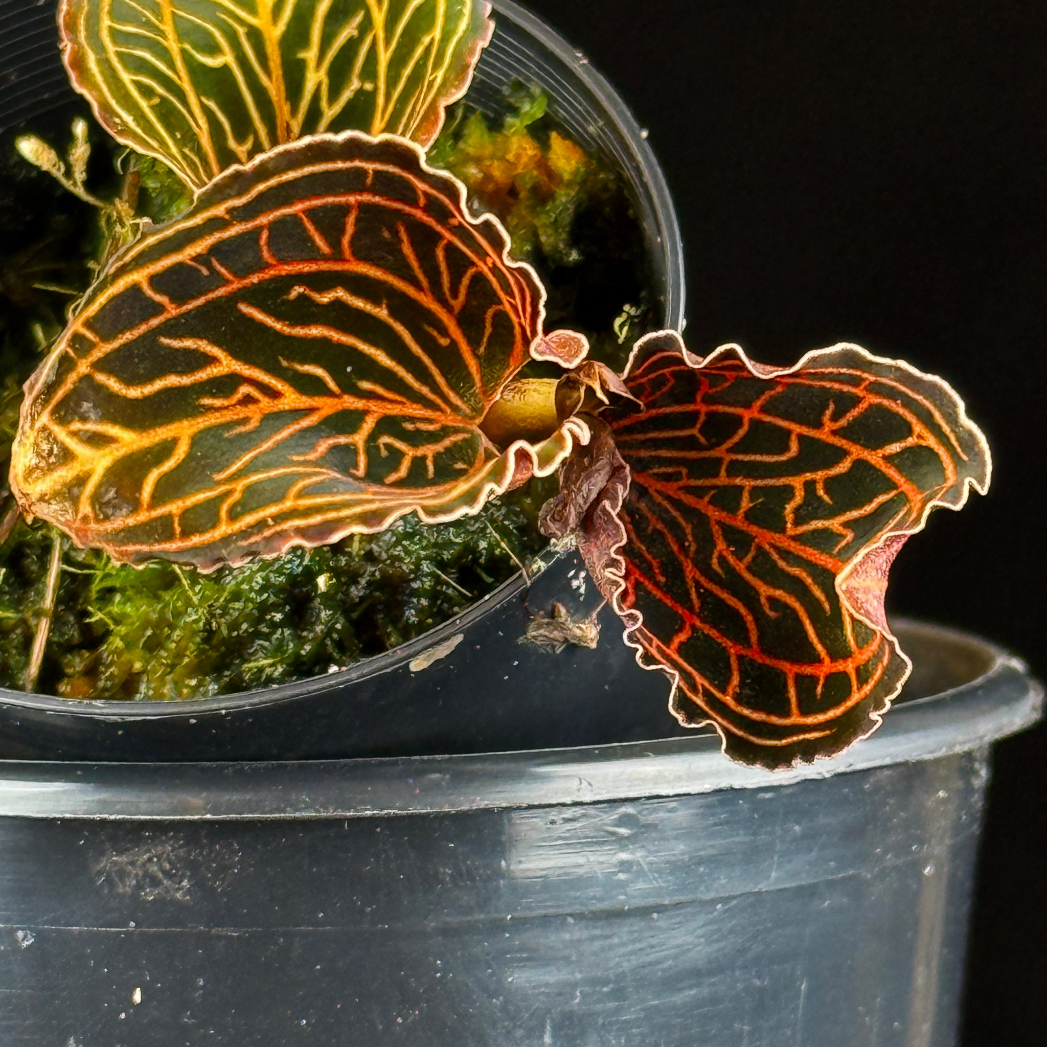 Anoectochilus albolineatus 'Lady's Best Friend'