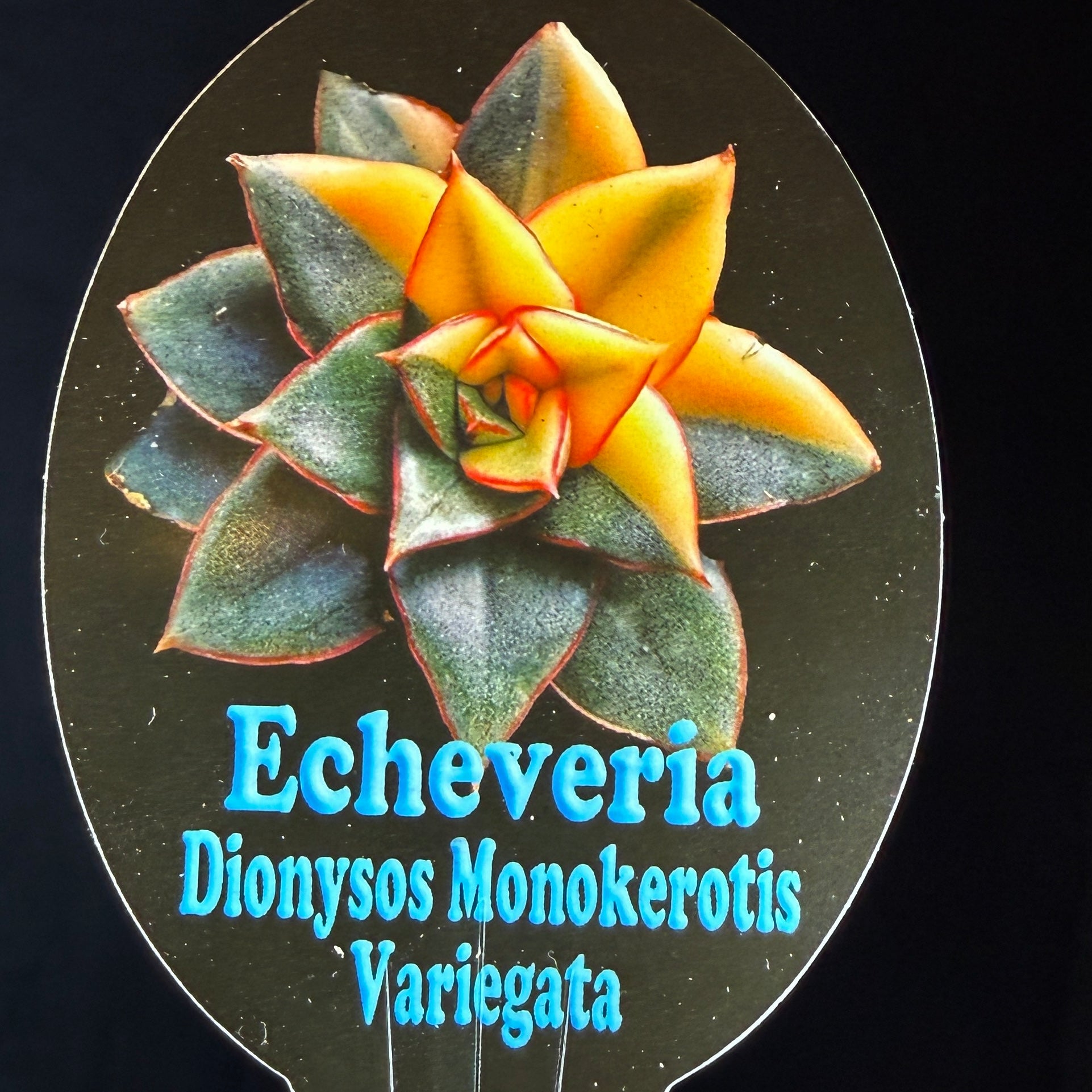 Echeveria Dionysos Monokerotis 'Variegata'