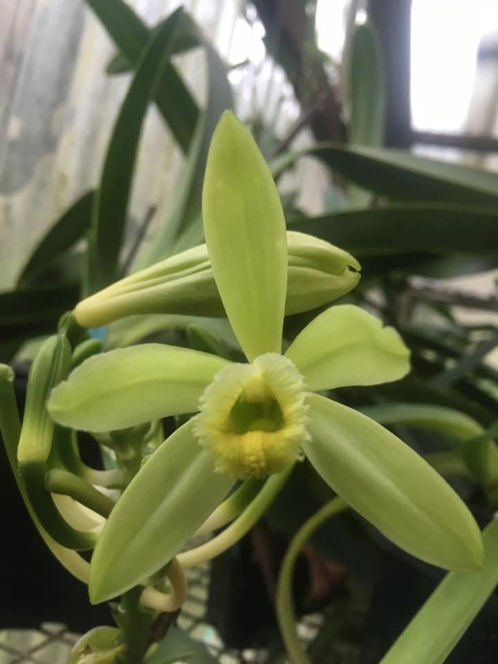 Vanilla planifolia – Vanilla Orchid