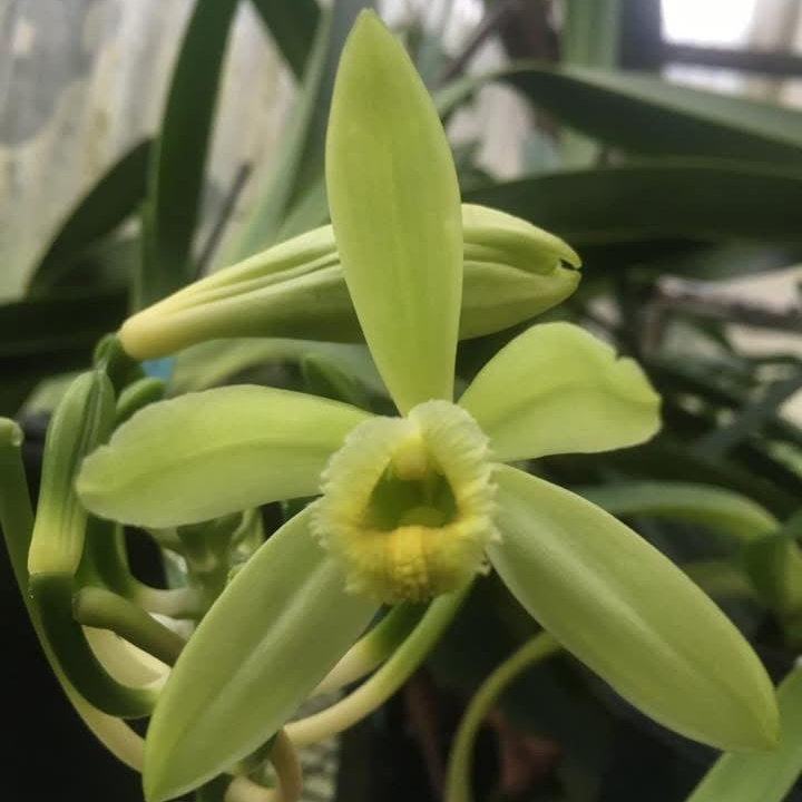 Vanilla planifolia – Vanilla Orchid