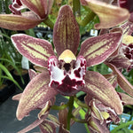 Cymbidium Paradisian Ochre 'Eureka'