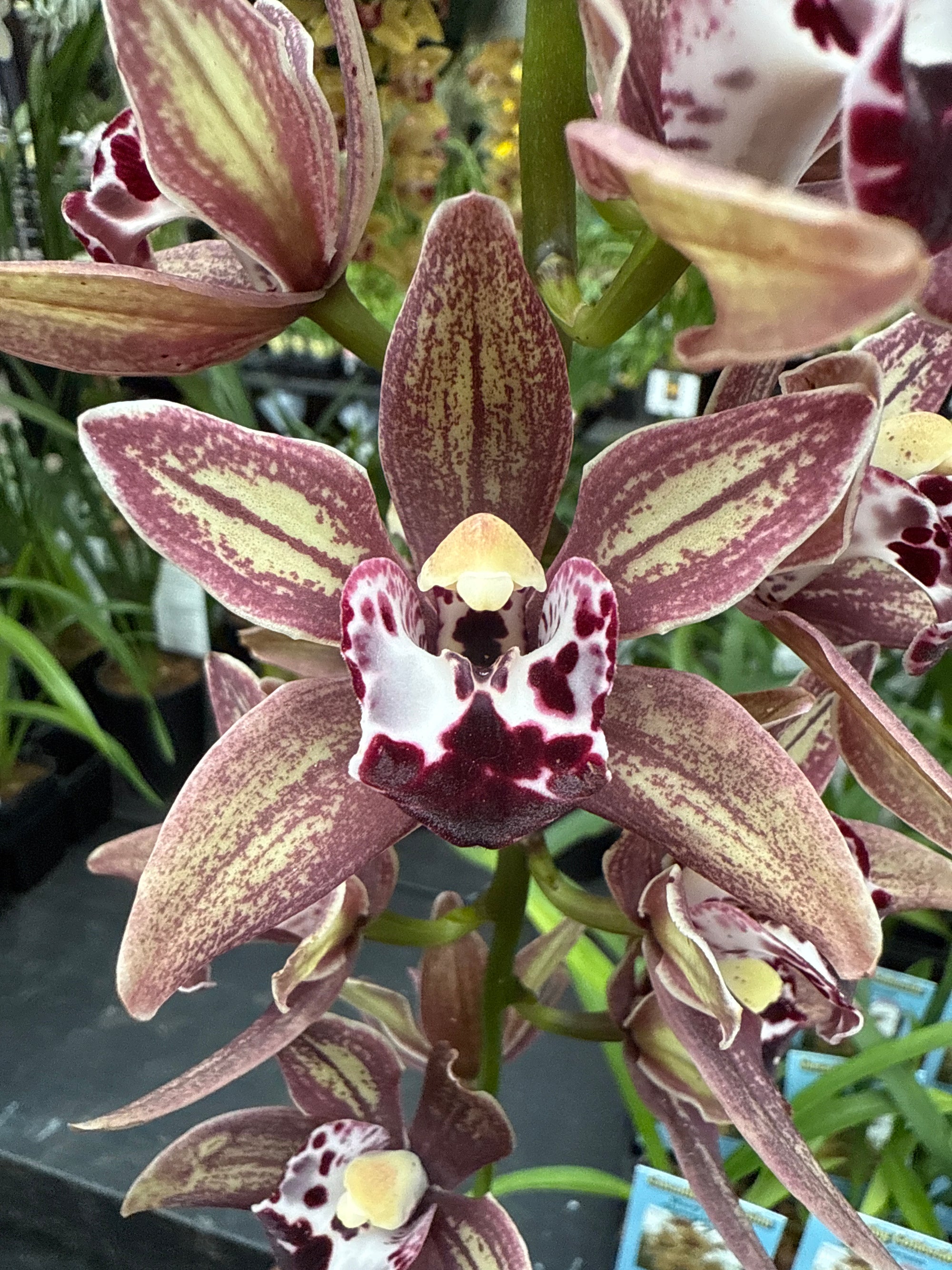 Cymbidium Paradisian Ochre 'Eureka'