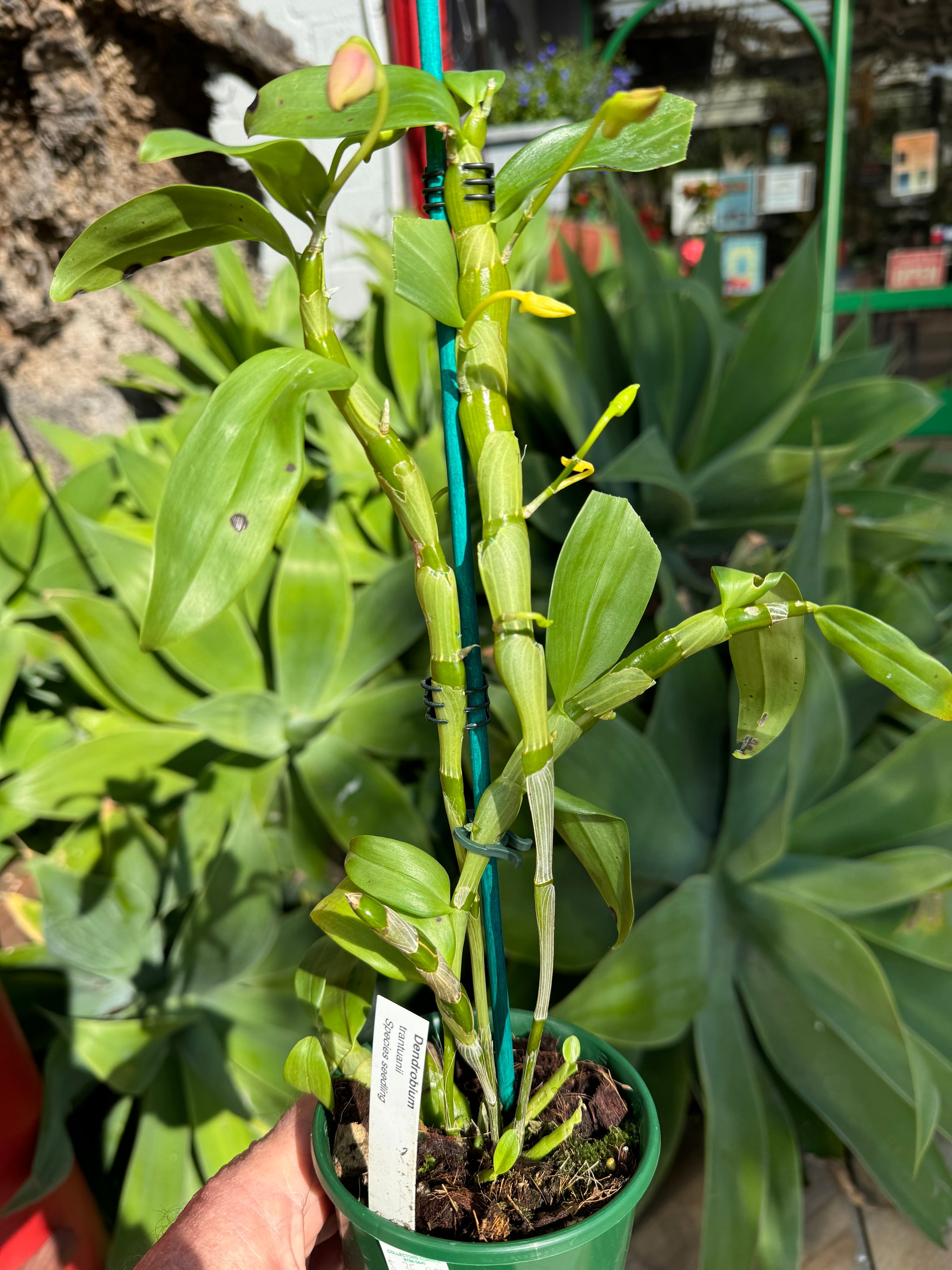 Dendrobium trantuanii 100mm potted