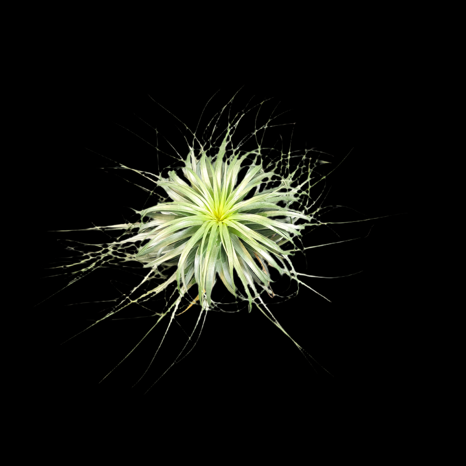 Tillandsia Cotton Candy 'Long Flower'