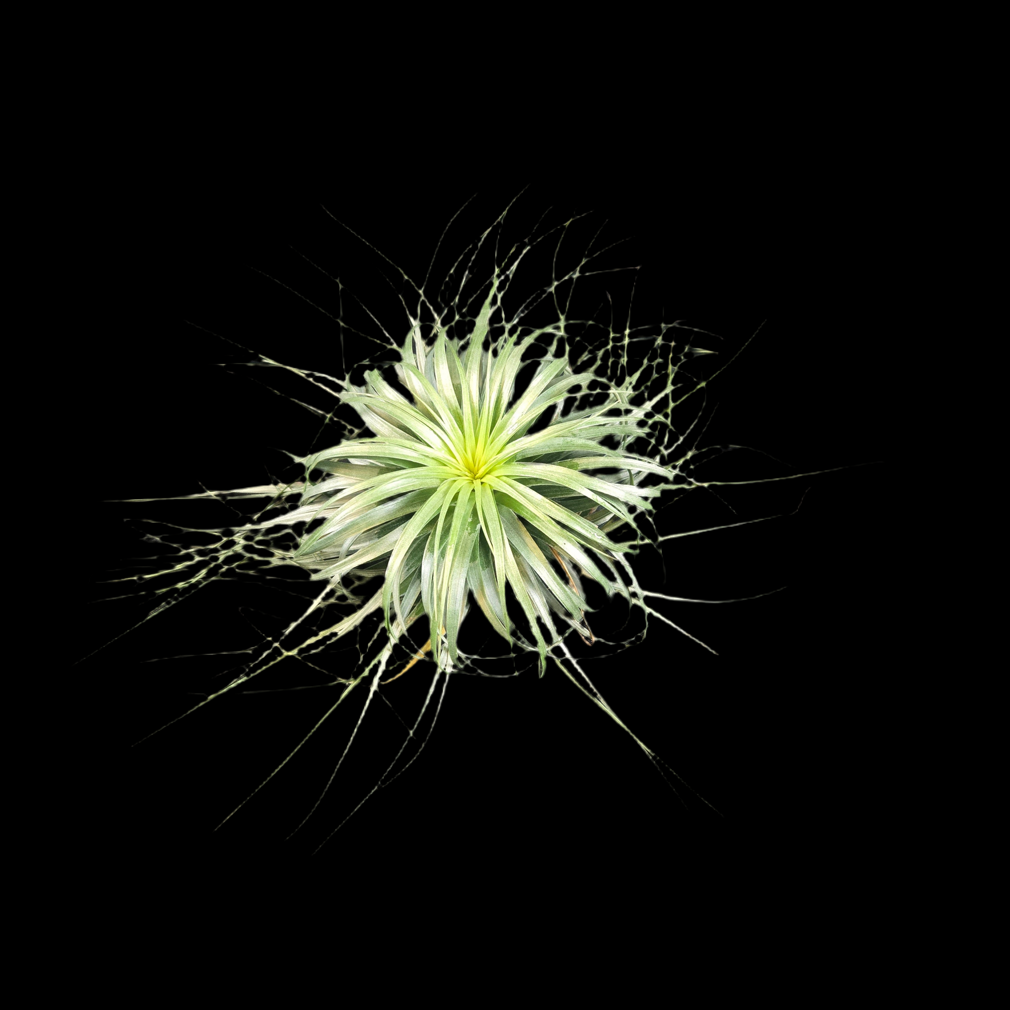 Tillandsia Cotton Candy 'Long Flower'