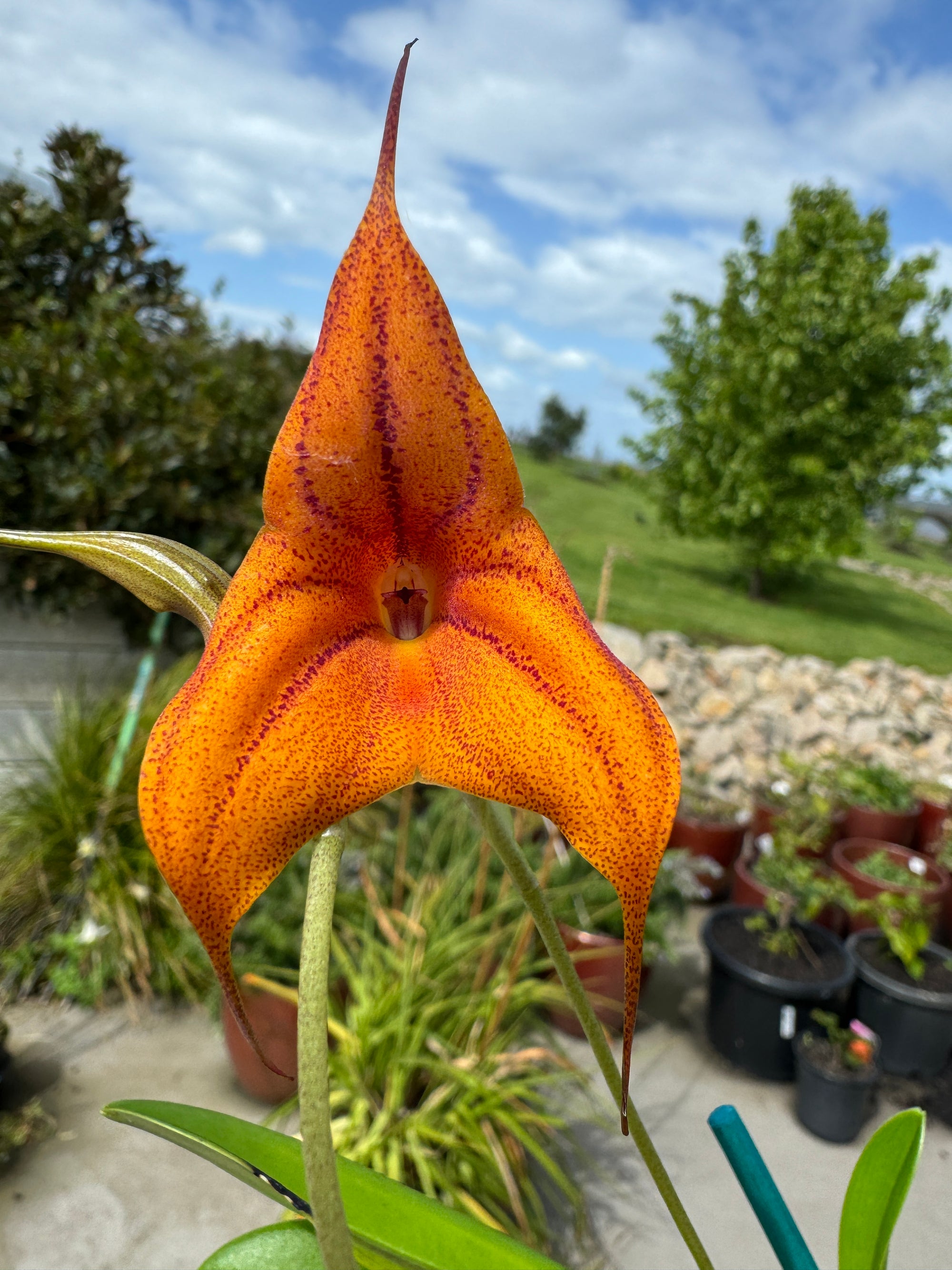 Masdevallia  Cusco Gold 'Karen' divisions