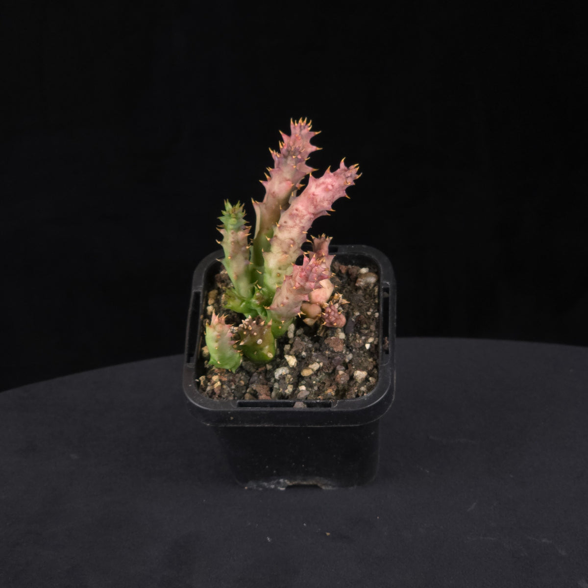 Huernia hystrix Stapelia Starfish Flower – Collection No. 15