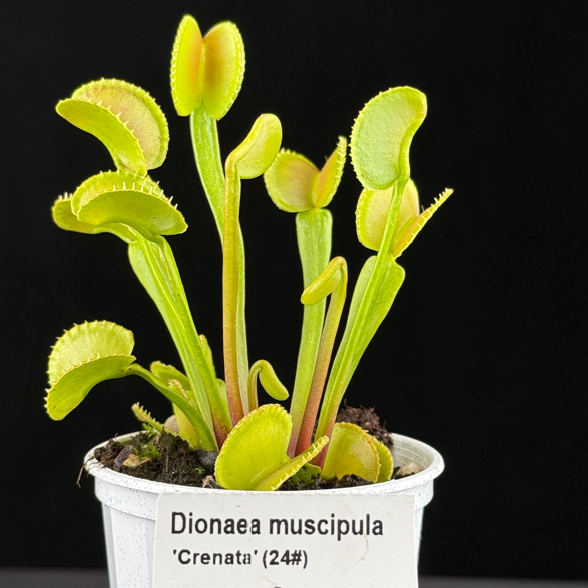 Dionaea muscipula 'Crenata'- Venus Fly Trap