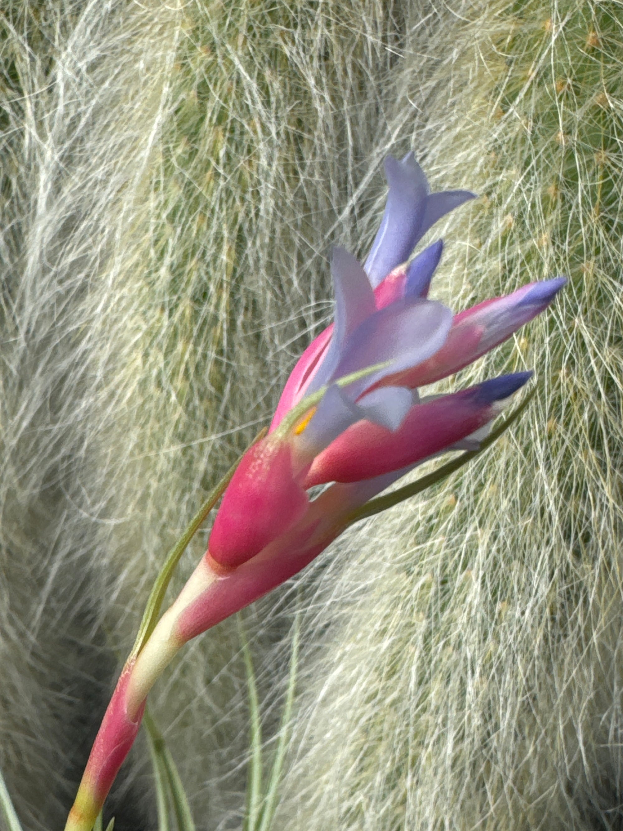 Tillandsia 'Confusion'