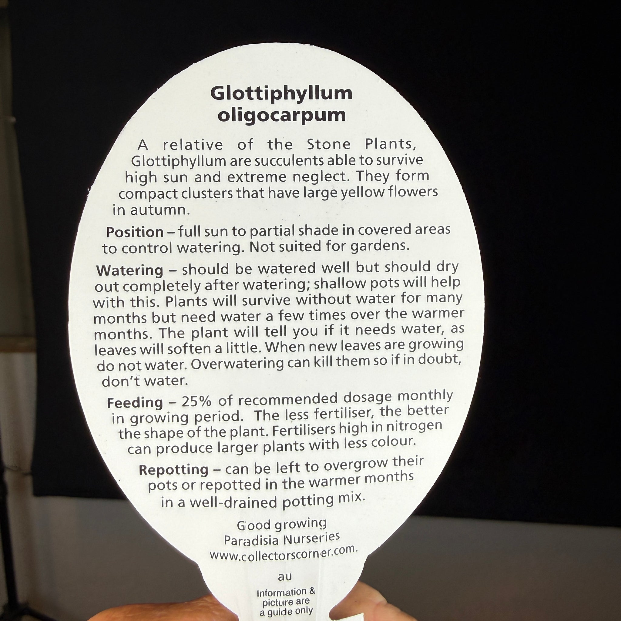 Glottiphyllum oligocarpum