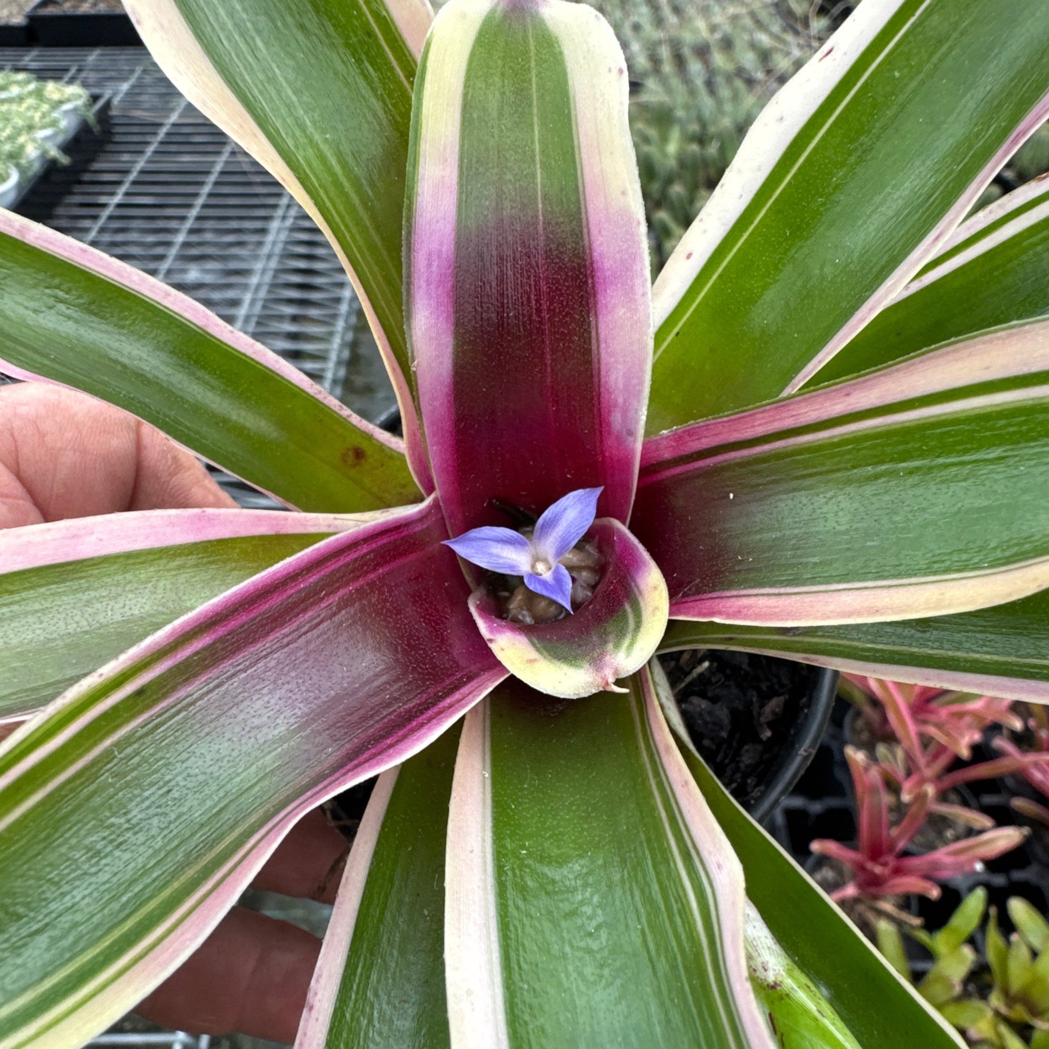 Neoregelia Tiny Tot ‘Purple Variegated’ Mini Hybrid Bromeliad