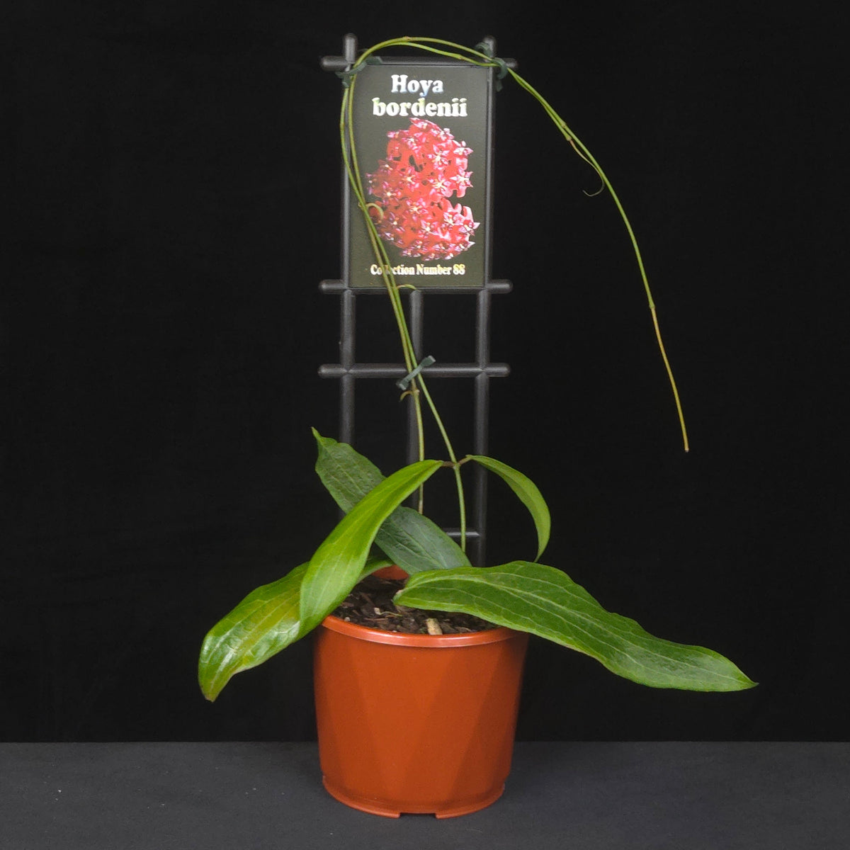 Potted Hoya bordenii climbing trellis with flowering reference image.