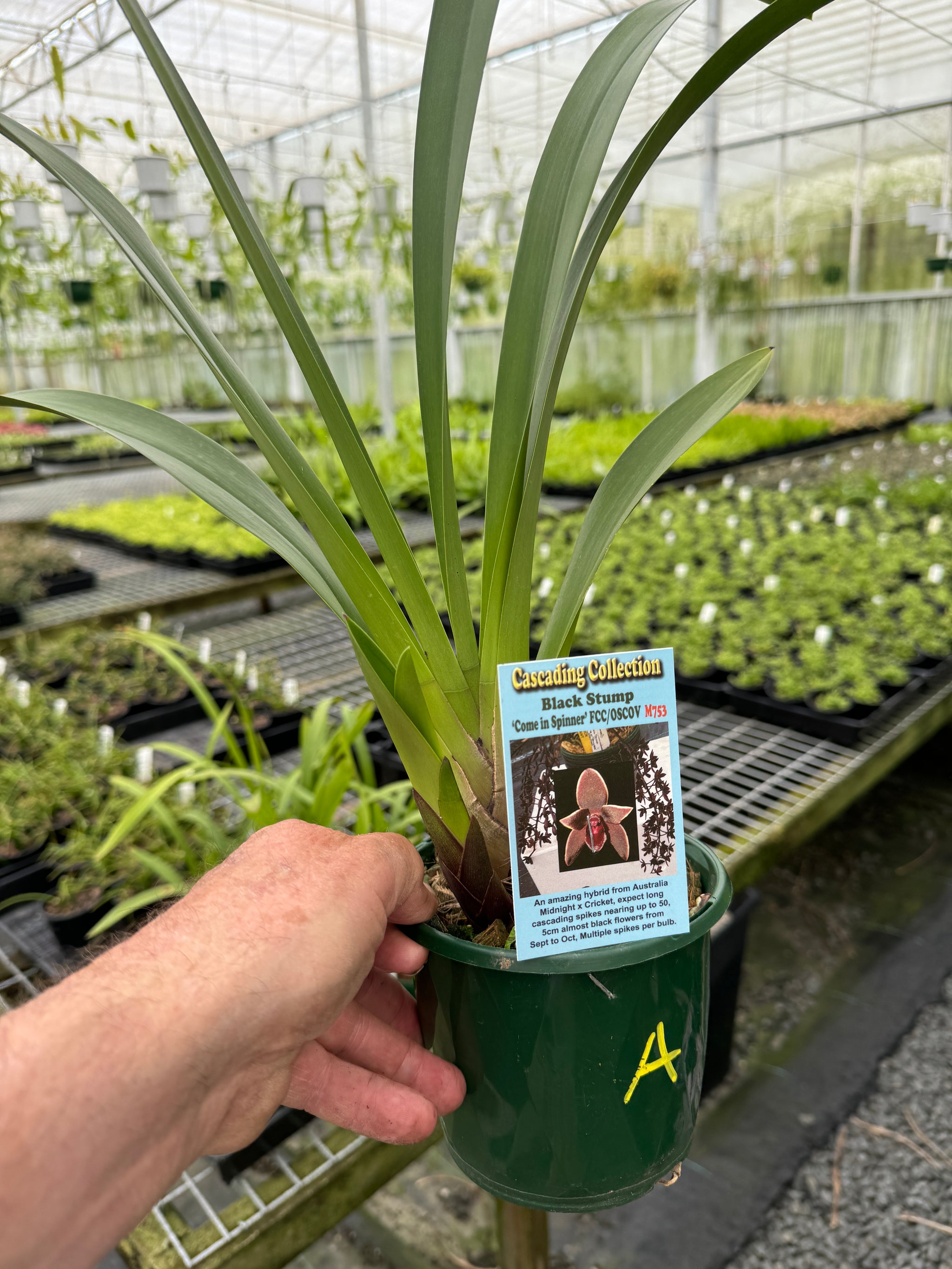 Cymbidium Black Stump 'Come In Spinner' 140mm advanced Plant A