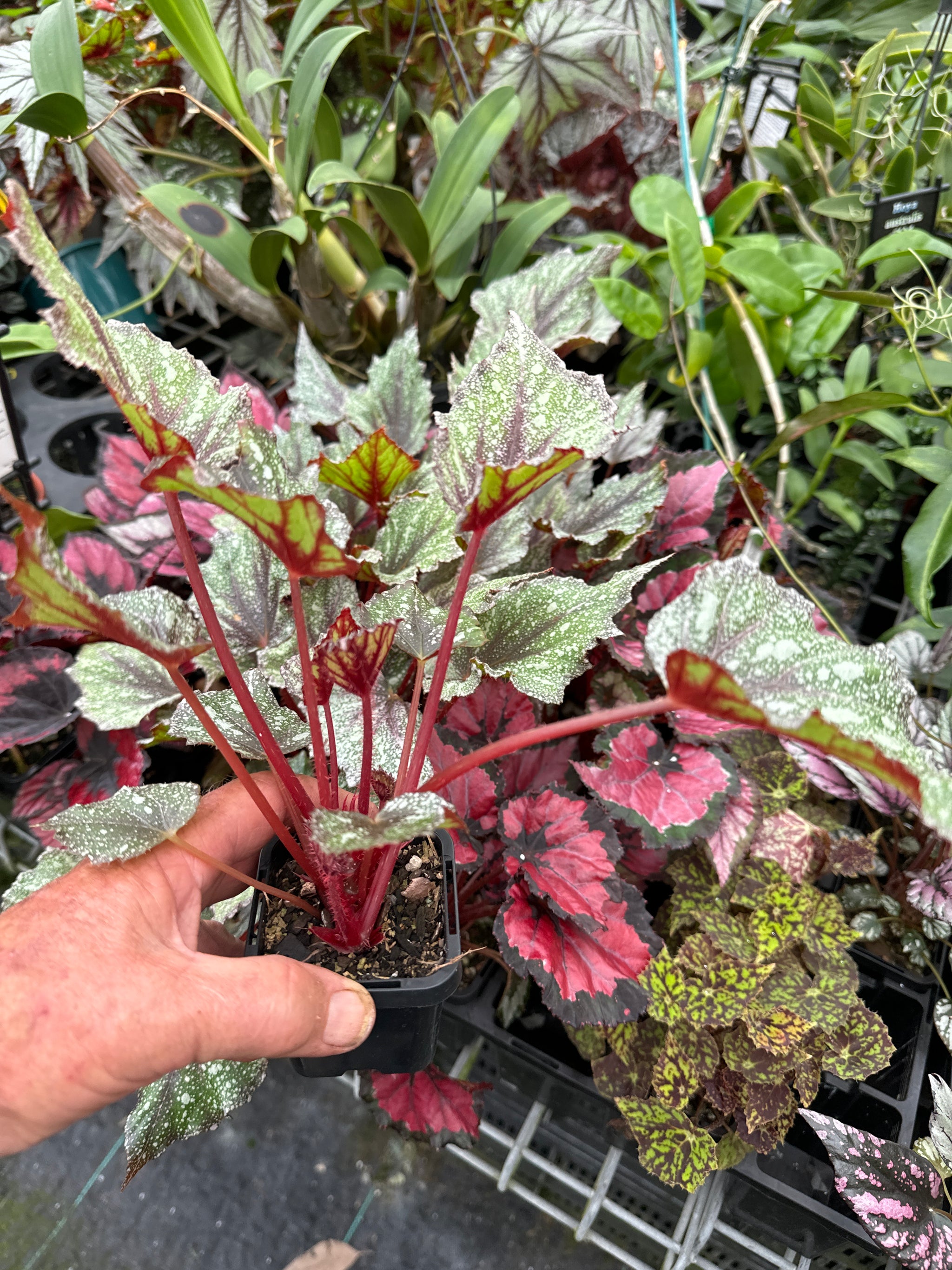 Begonia Rex 'Speckles' super sized and ready to up pot