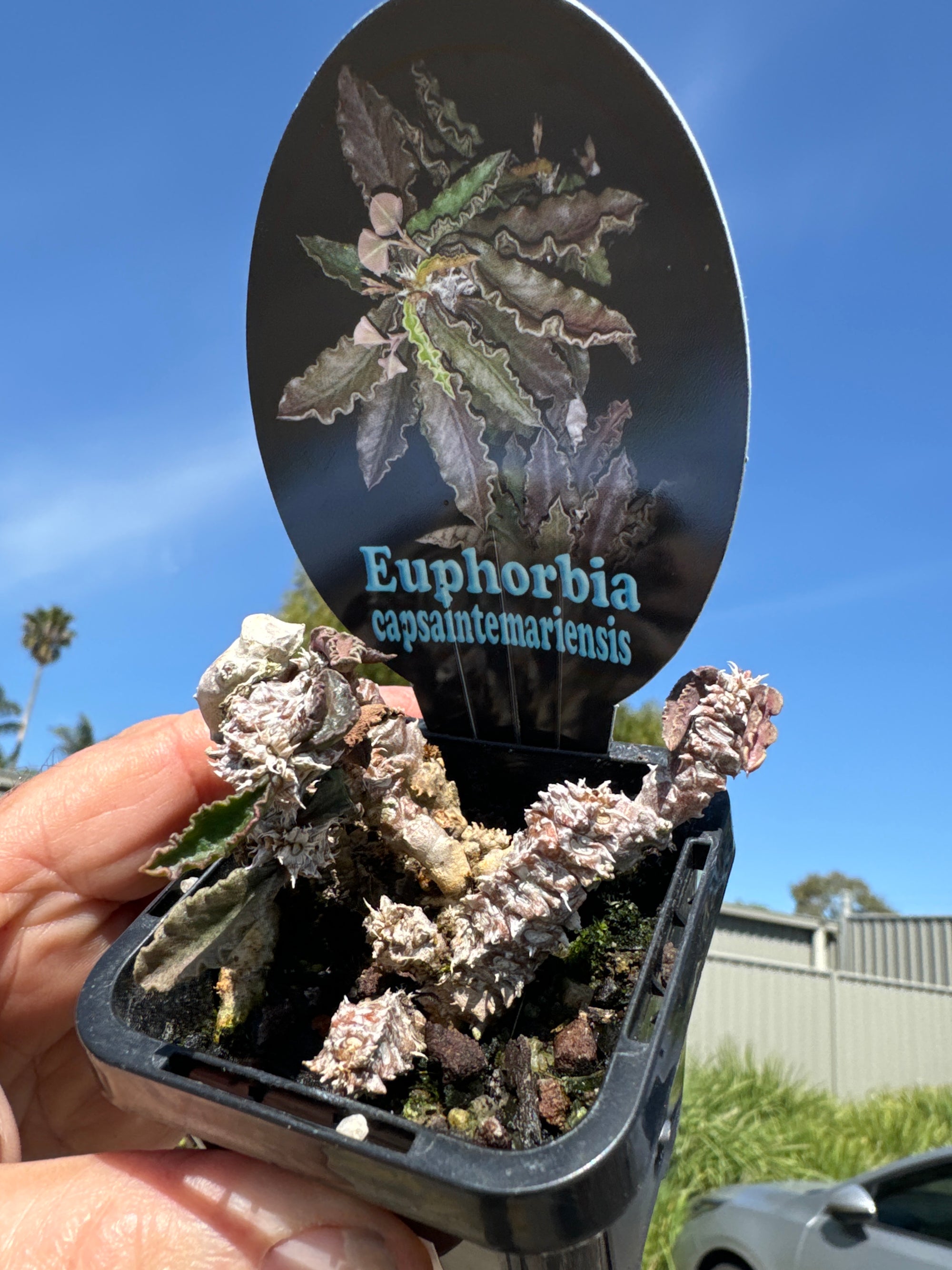 Euphorbia capsaintmariensis (NOT FOR WA)