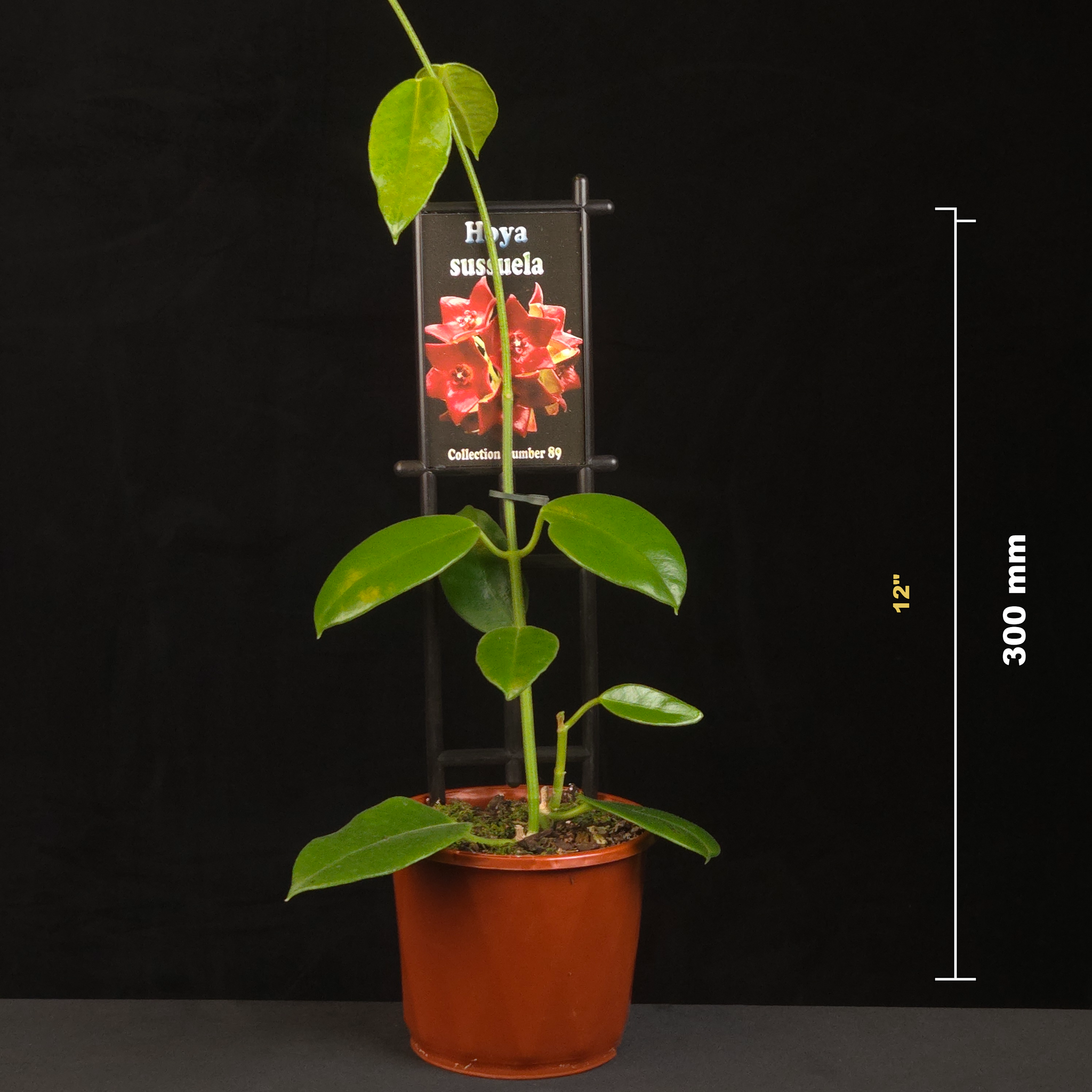 Potted Hoya sussuela with 300 millimetre height guide.