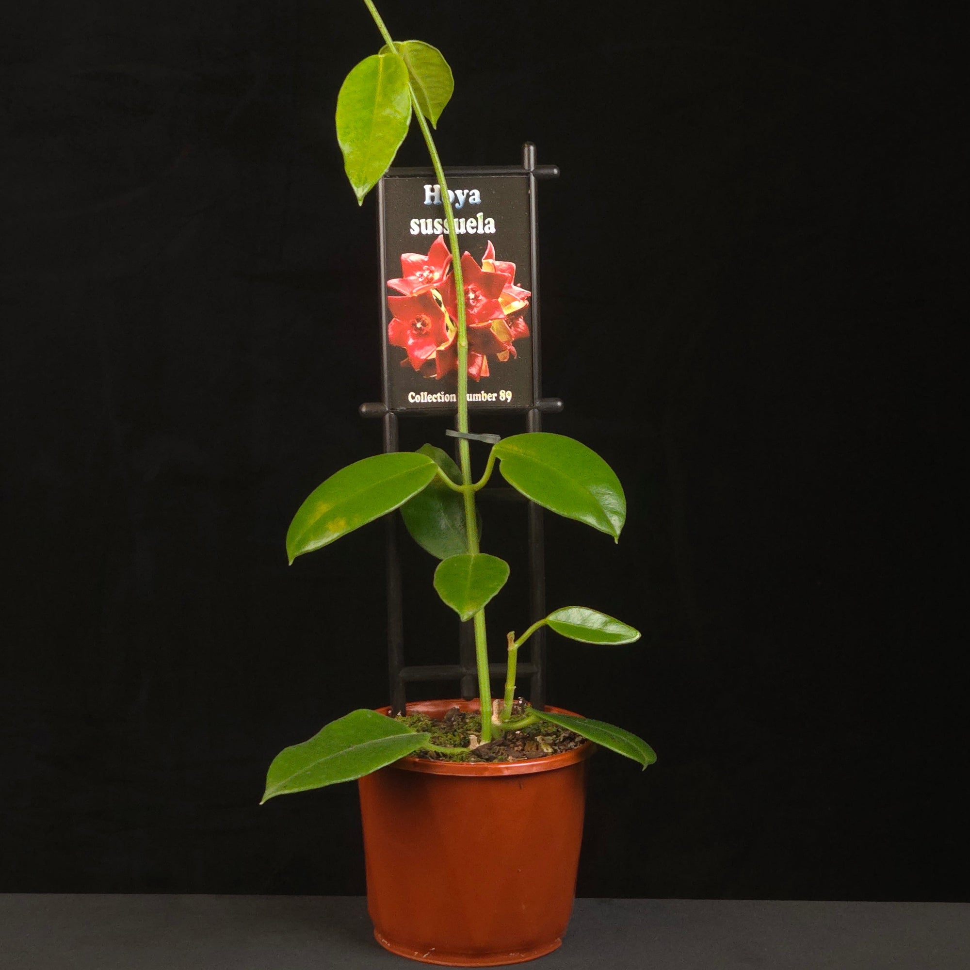 Potted Hoya sussuela growing upright on a black trellis.