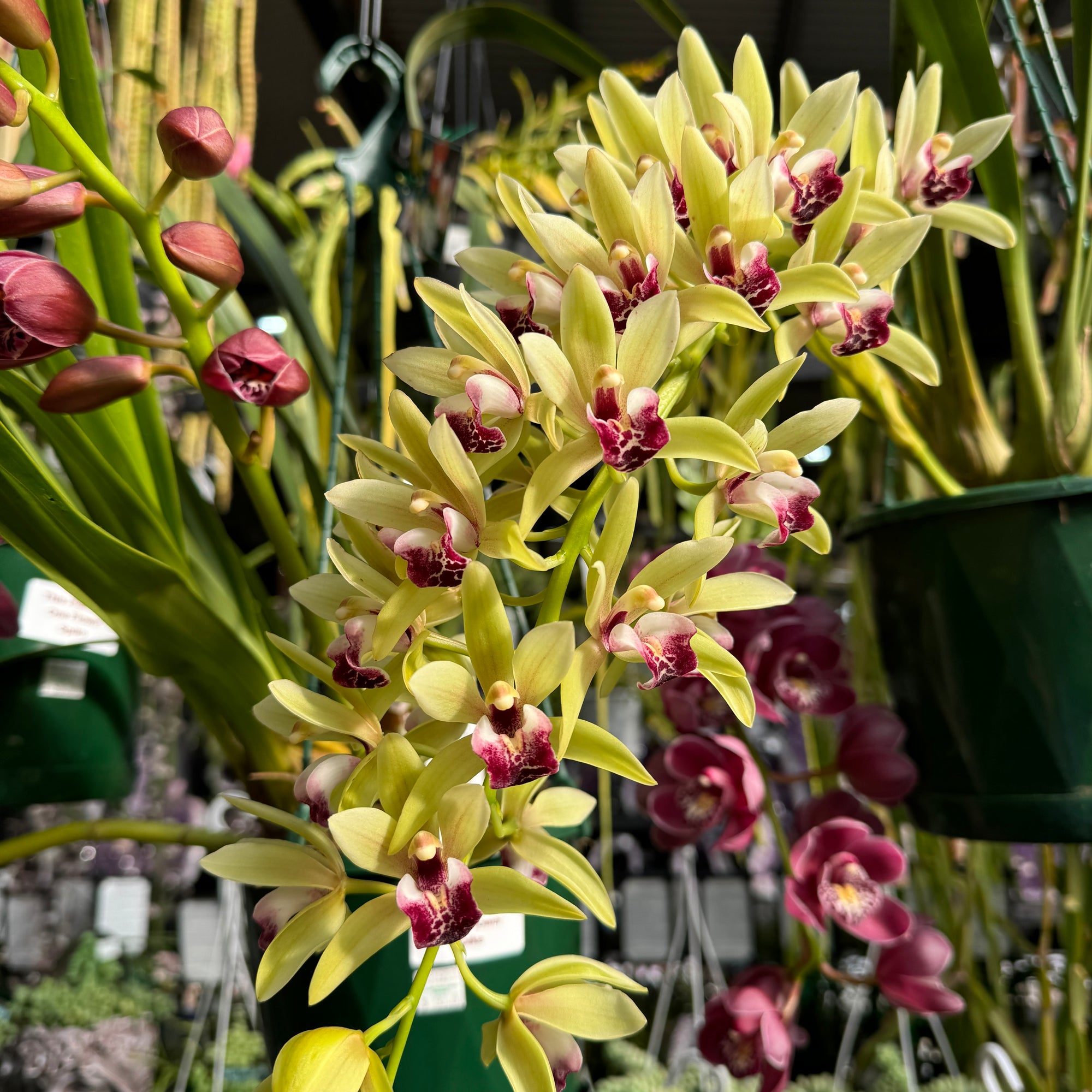 Cymbidium Mary Green 'Limelight'