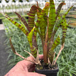 Compact Neoregelia with green leaves and horizontal red stripes.
