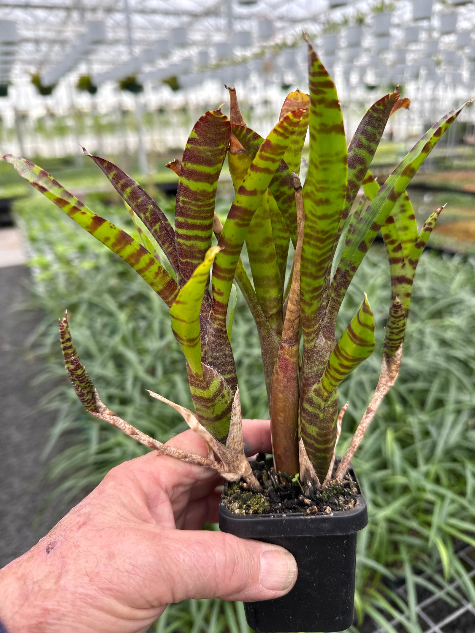 Compact Neoregelia with green leaves and horizontal red stripes.