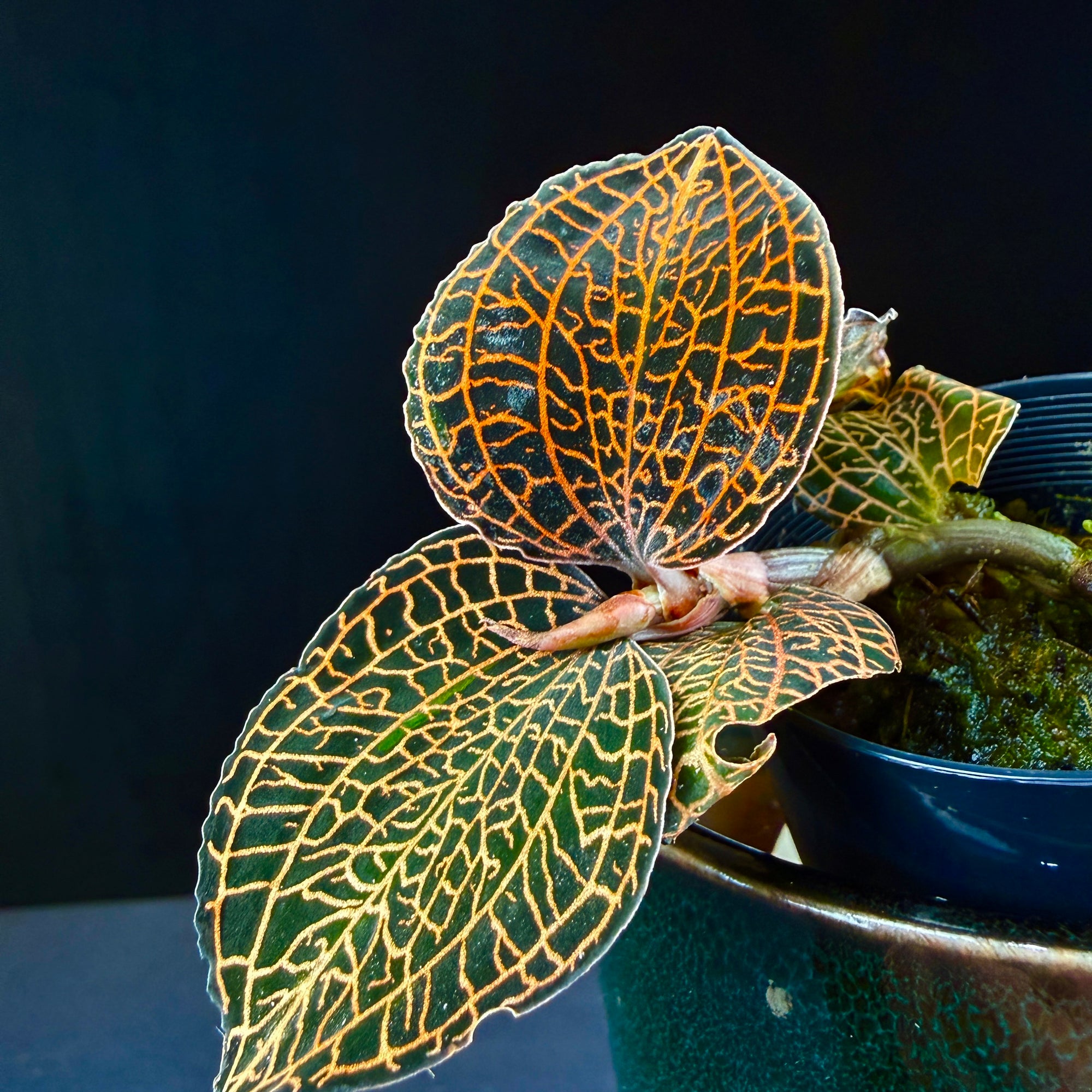 Anoectochilus hybrid 'Rose Gold'