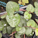 Ceropegia woodii 'Green Heart'